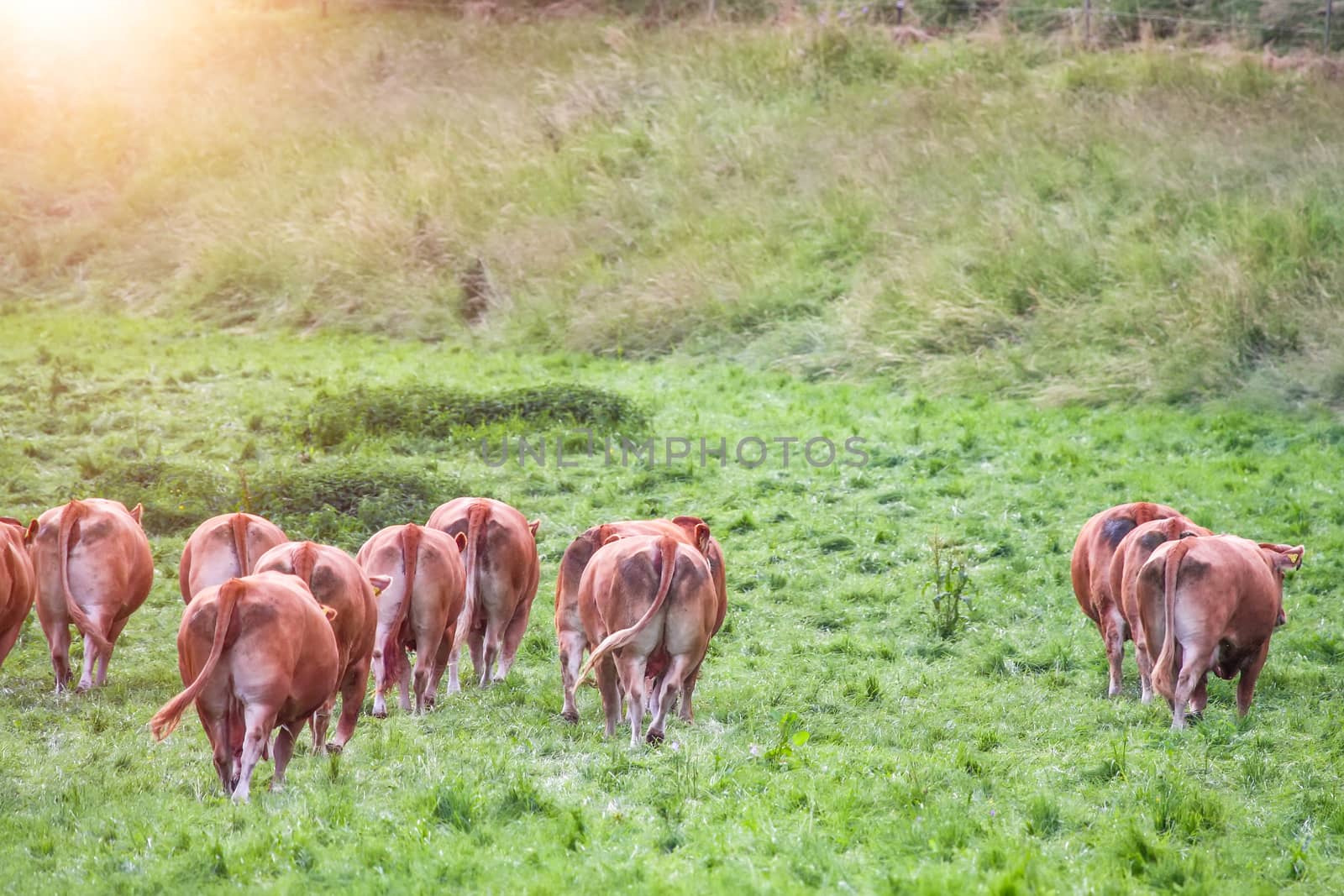 An image of a cow in the green grass