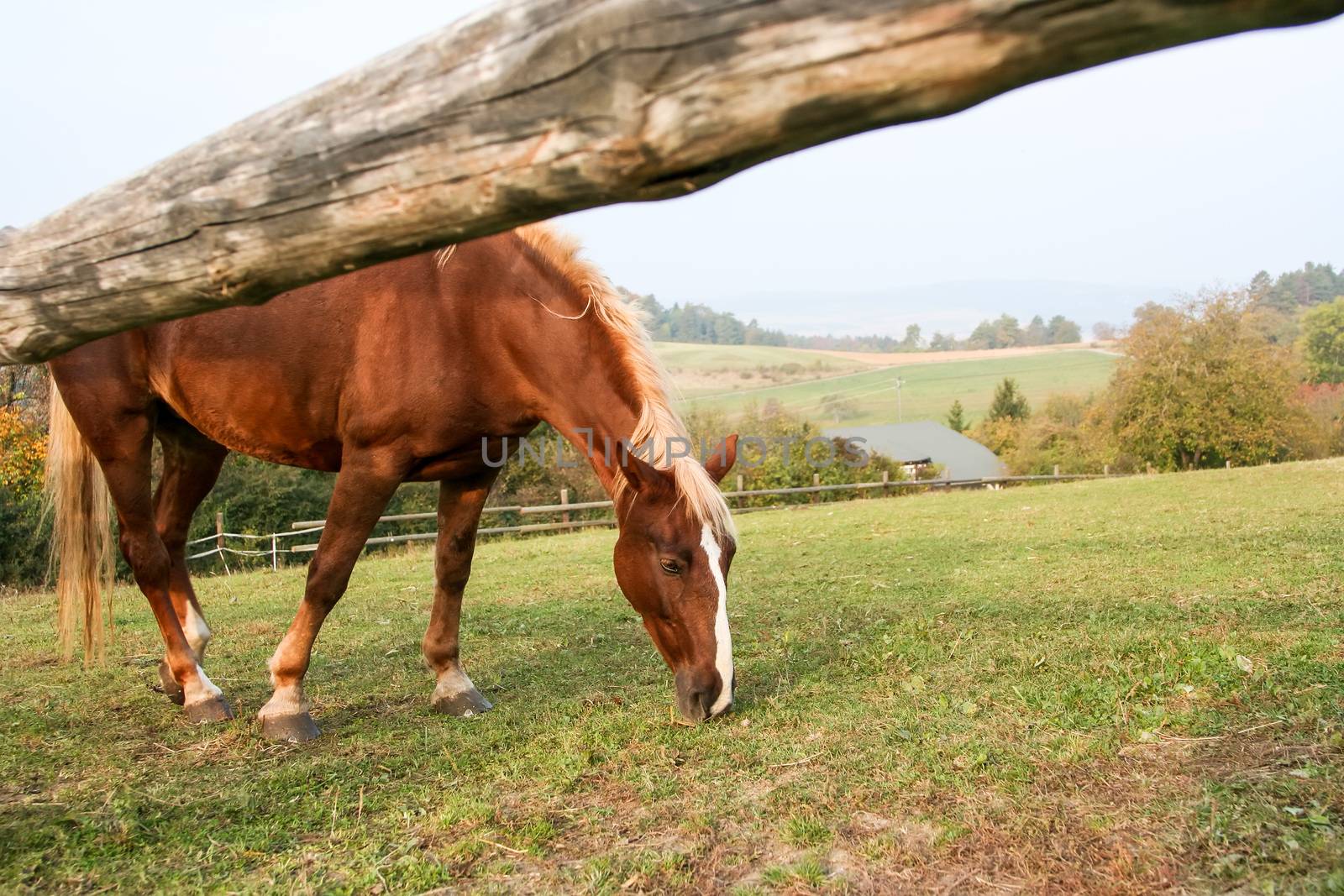 A photography of a grazing brown horse