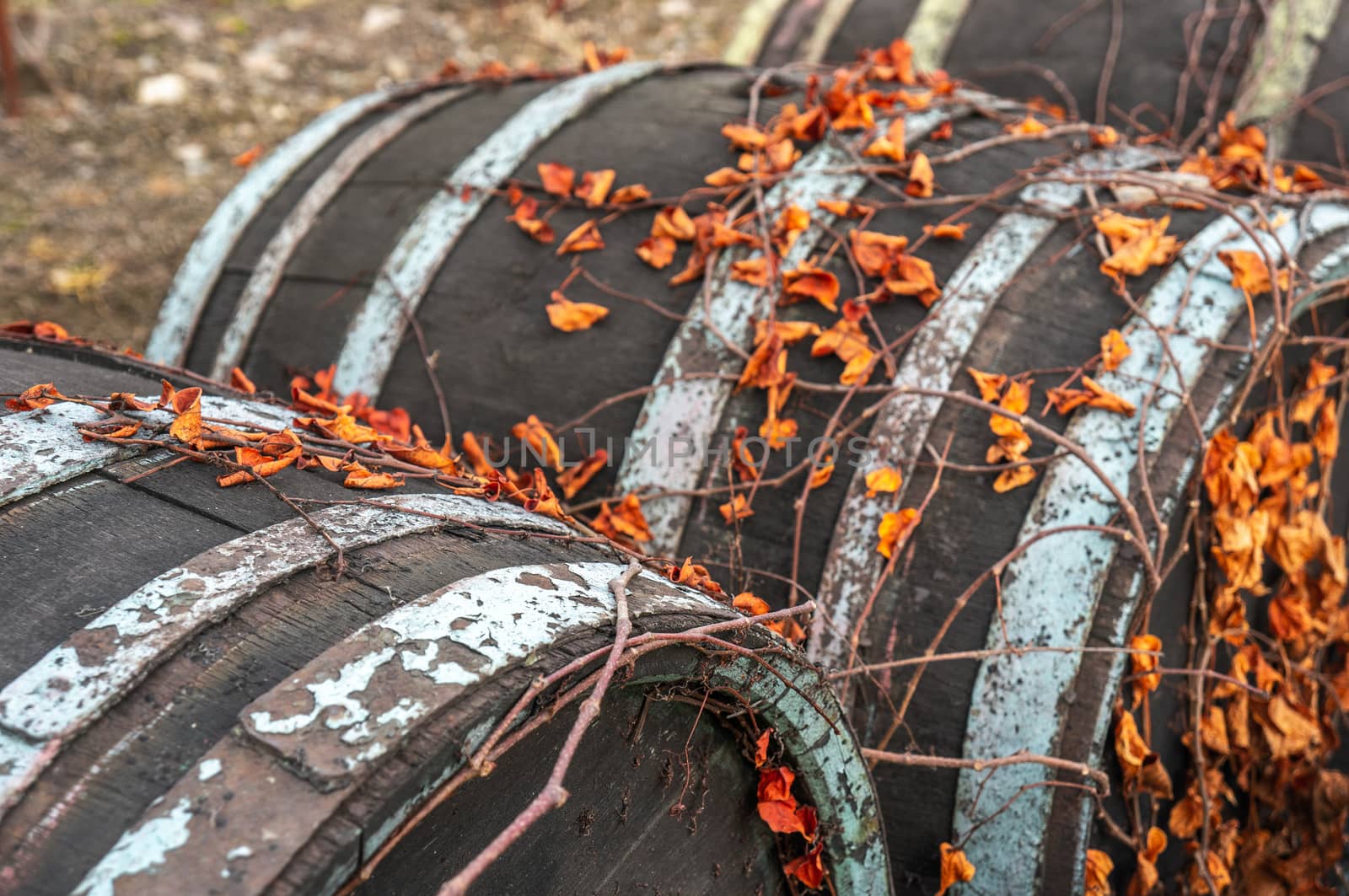 Close up of vibrant dry orange vine leaves climbing on vintage wine barrels with peeling blue paint. Shot in daylight in the Prague botanical gardens vineyard. Fall season themed.