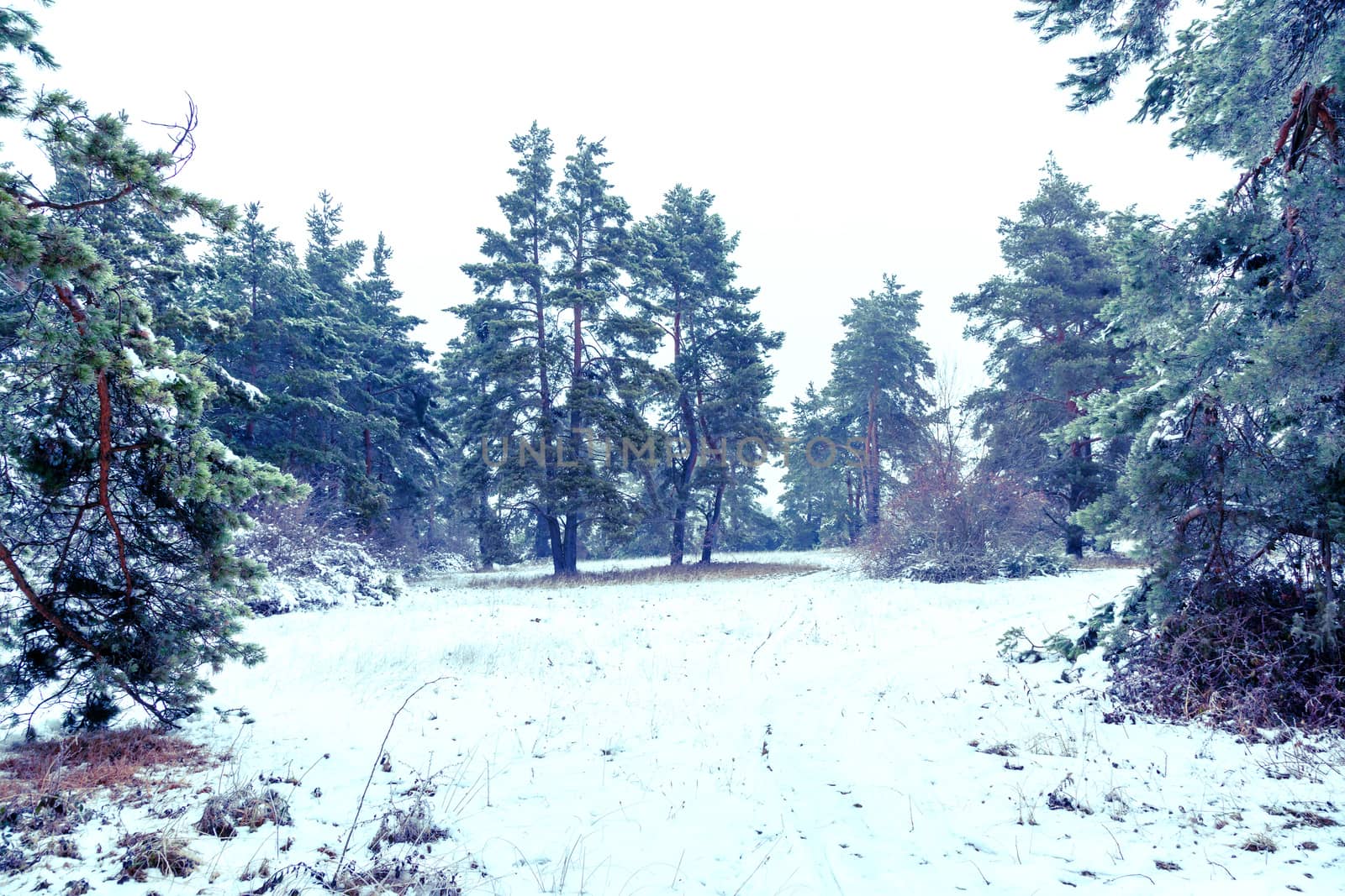 An image of a winter landscape scenery with a pine tree