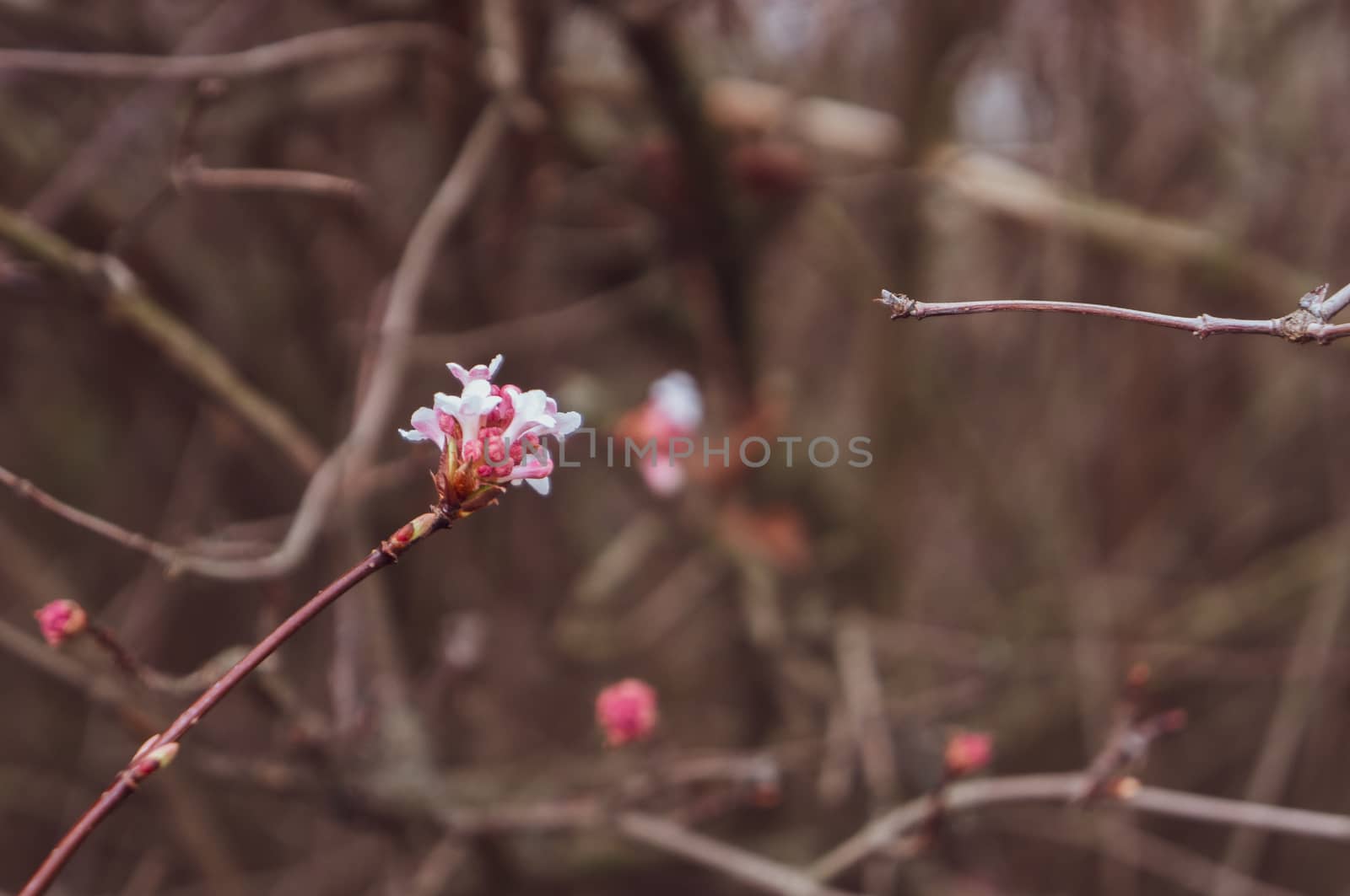 Warm pink toned photo of white and dark pink clusters of spring flowers on branches. Romantic concept with two branches meeting in the middle