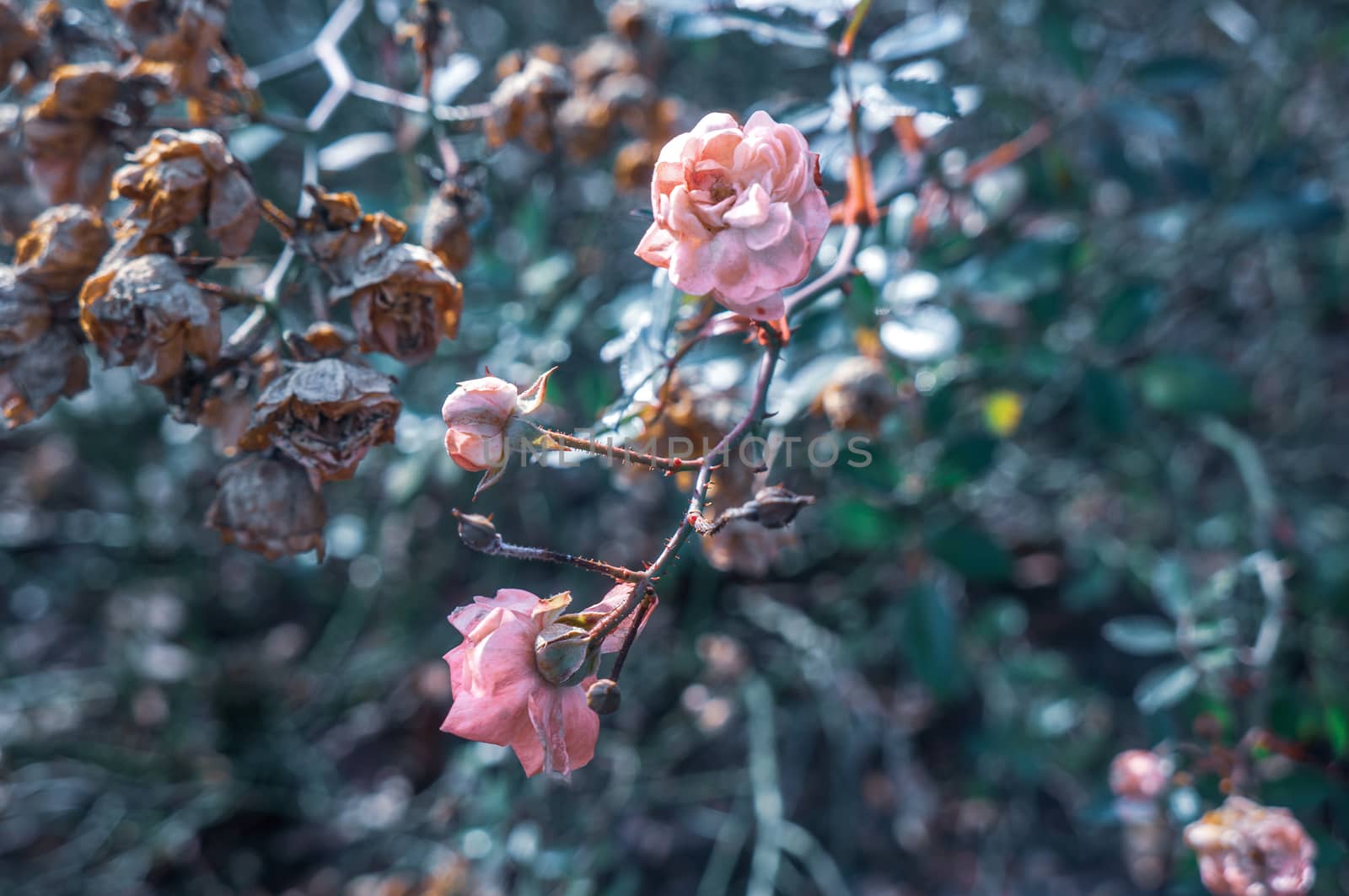 Cool toned small pink roses and rose buds blooming on thorn branch. Dried brown roses in the blurry background. Romantic, soft and tender concept.