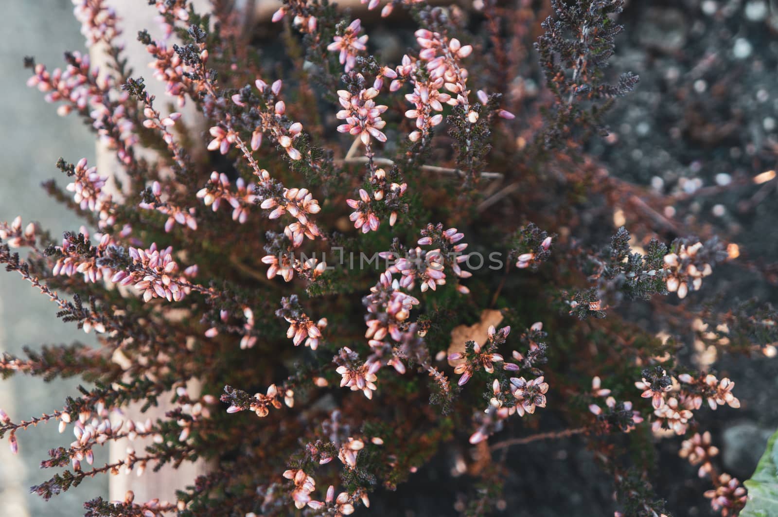 Warm toned macro photo from above of small pink flowers and buds blooming on dark green spiky branches. Romantic and passionate feeling. Shot in daylight.