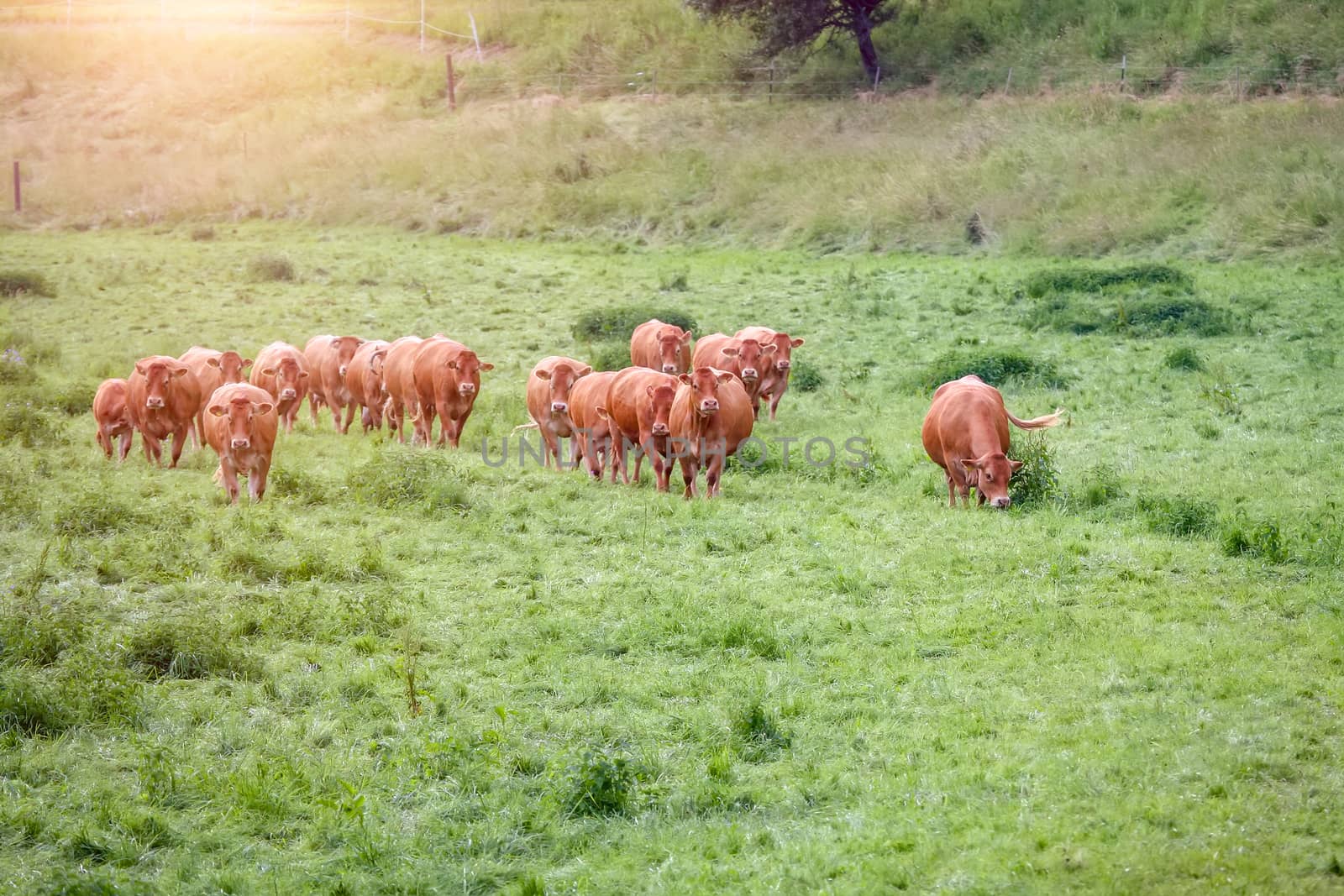 An image of a cow in the green grass