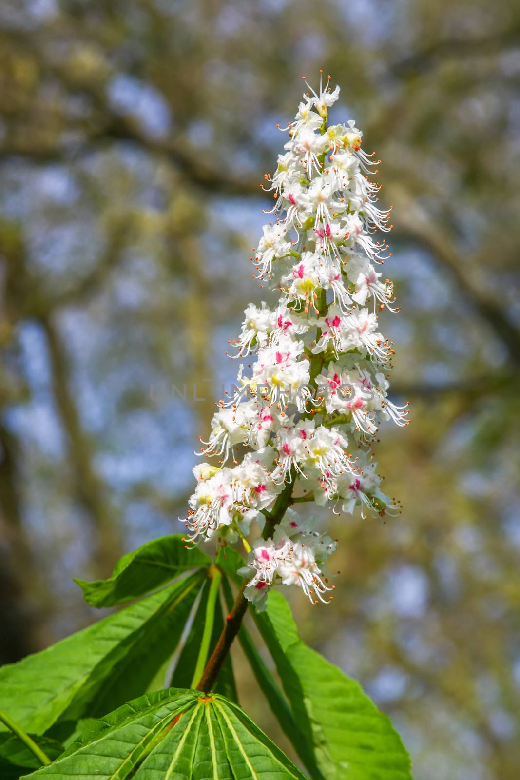 An image of a beautiful chestnuts bloom