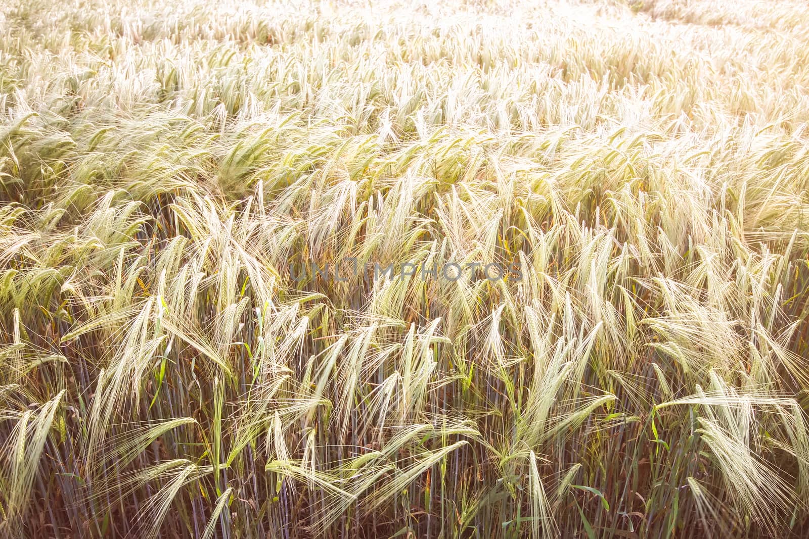 An image of a typical wheat field background