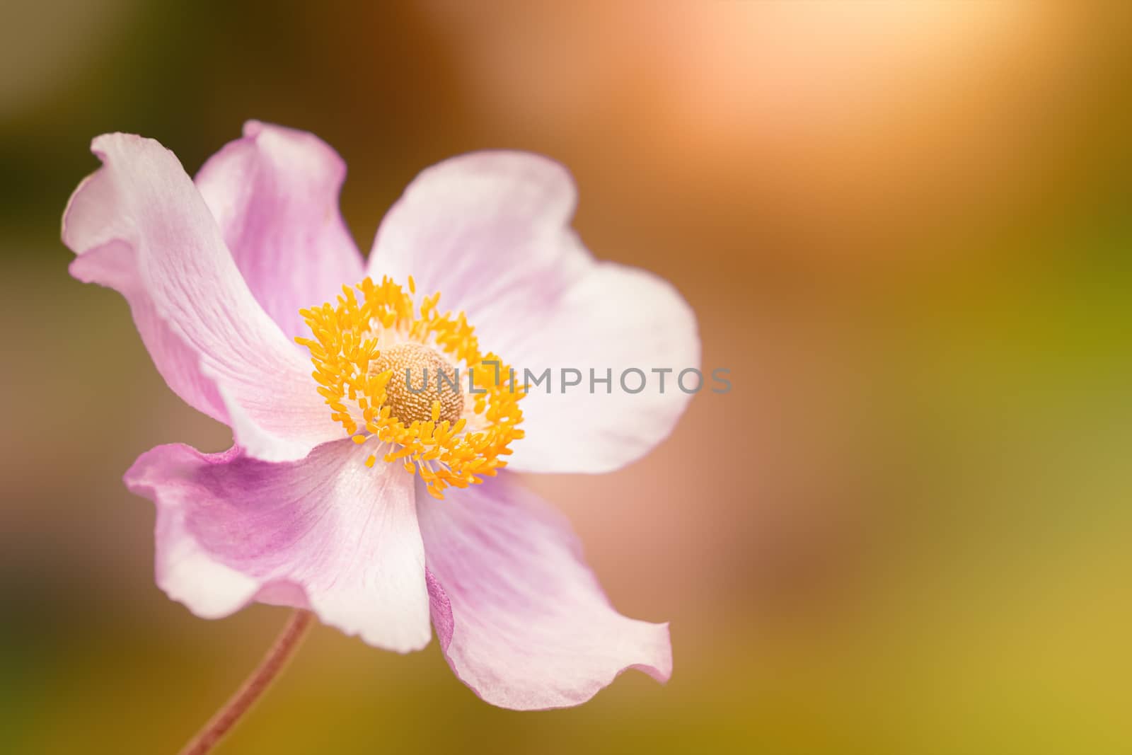 An image of a Anemone hupehensis pink flower