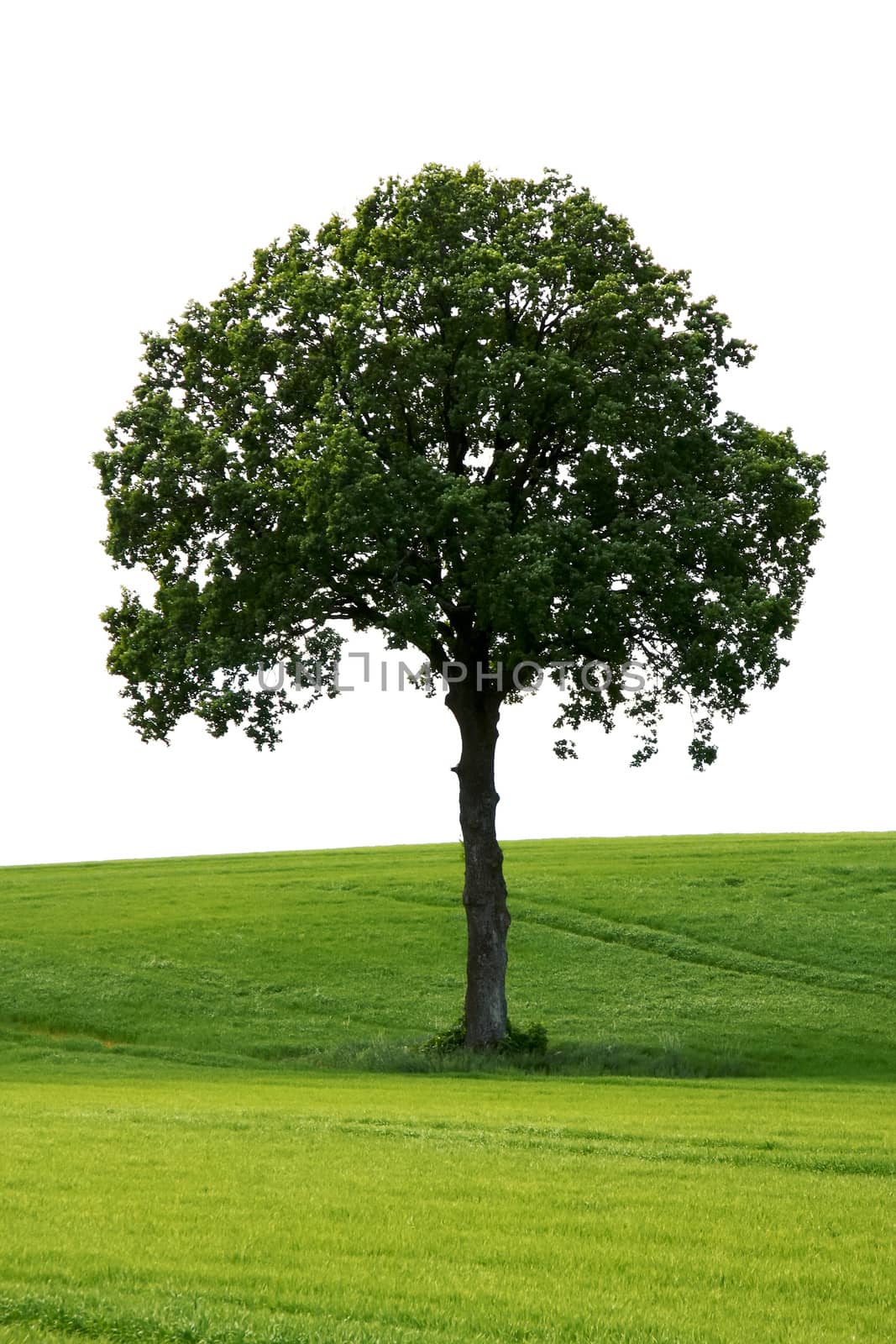 An image of a nice tree in the green meadow