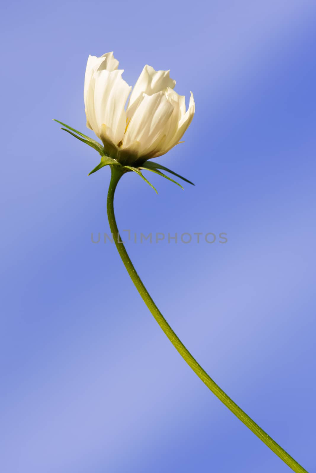 beautiful white Cosmos bipinnatus flower by magann