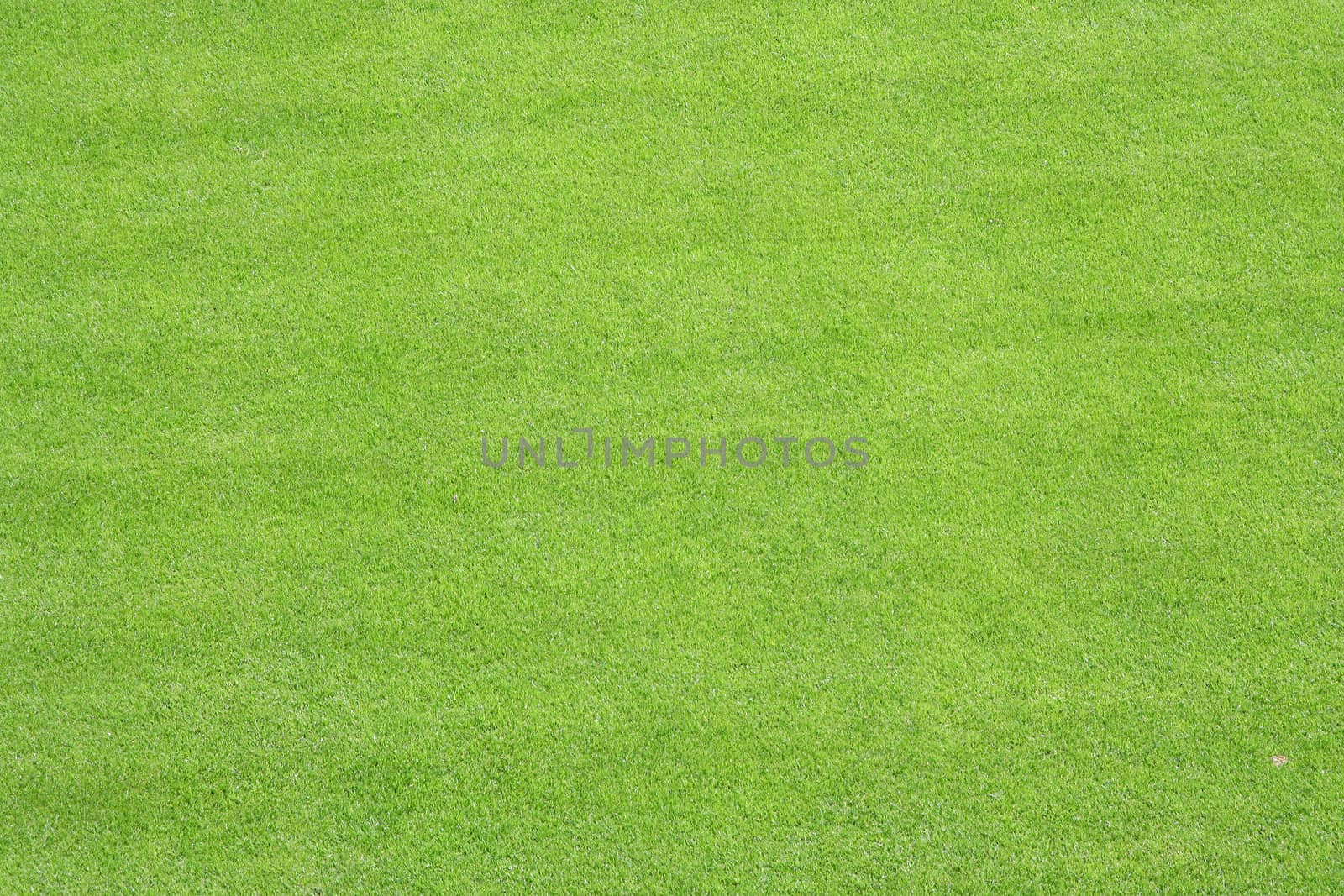 A photography of a green grass lawn texture background