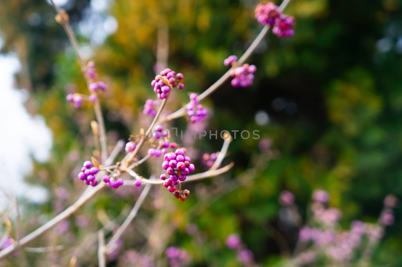 Vibrant purple Japanese beautyberries growing on barren branches at the Botanical gardens, Troja, Prague in spring. Warm soft sunlight and green background for a spring theme