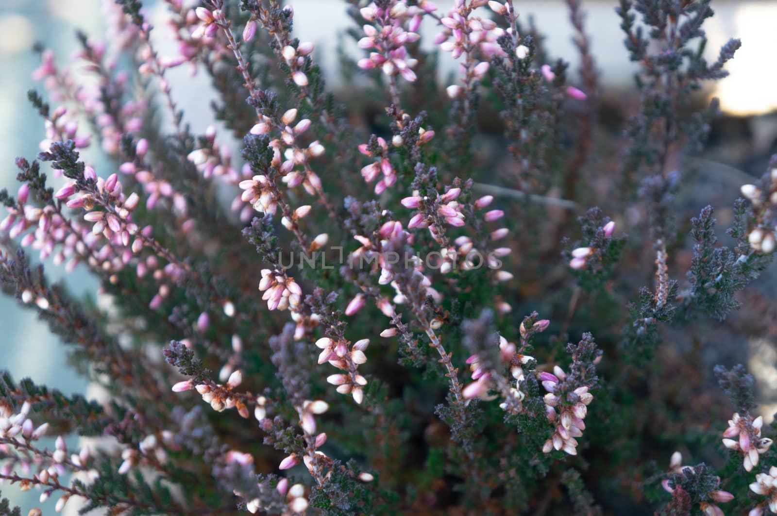 Soft cool romantic toned photo of light pink flower buds on deep green spikes. Natural light coming in from the right for a cold and clean look.