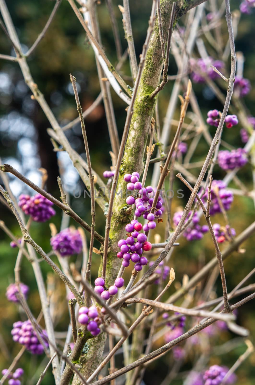 Cool toned macro photo of clusters of Japanese beauty berries growing on barren branches in winter. Soft warm sunlight shot in the Botanical Gardens, Prague, Troja.