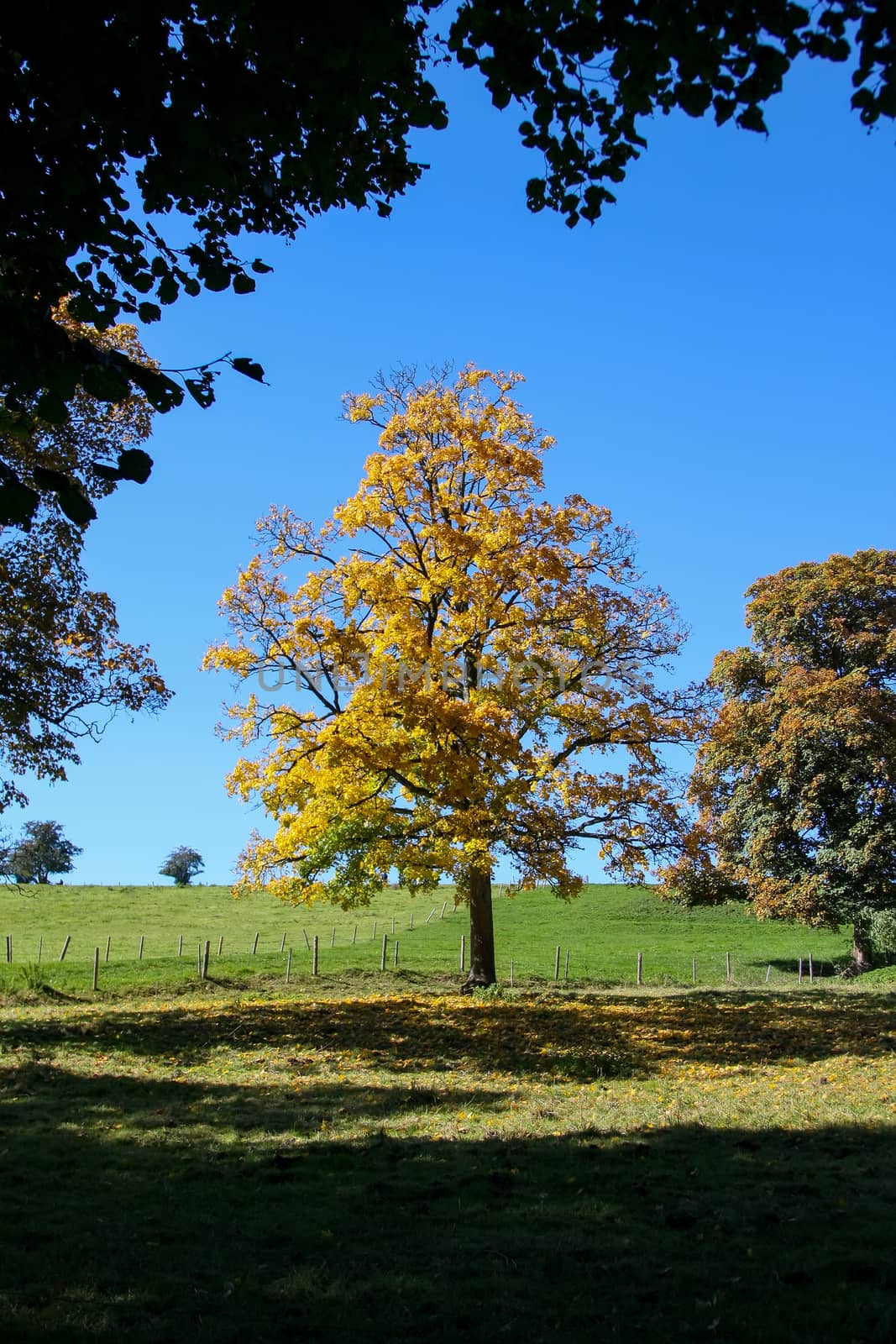 autumn tree meadow by magann