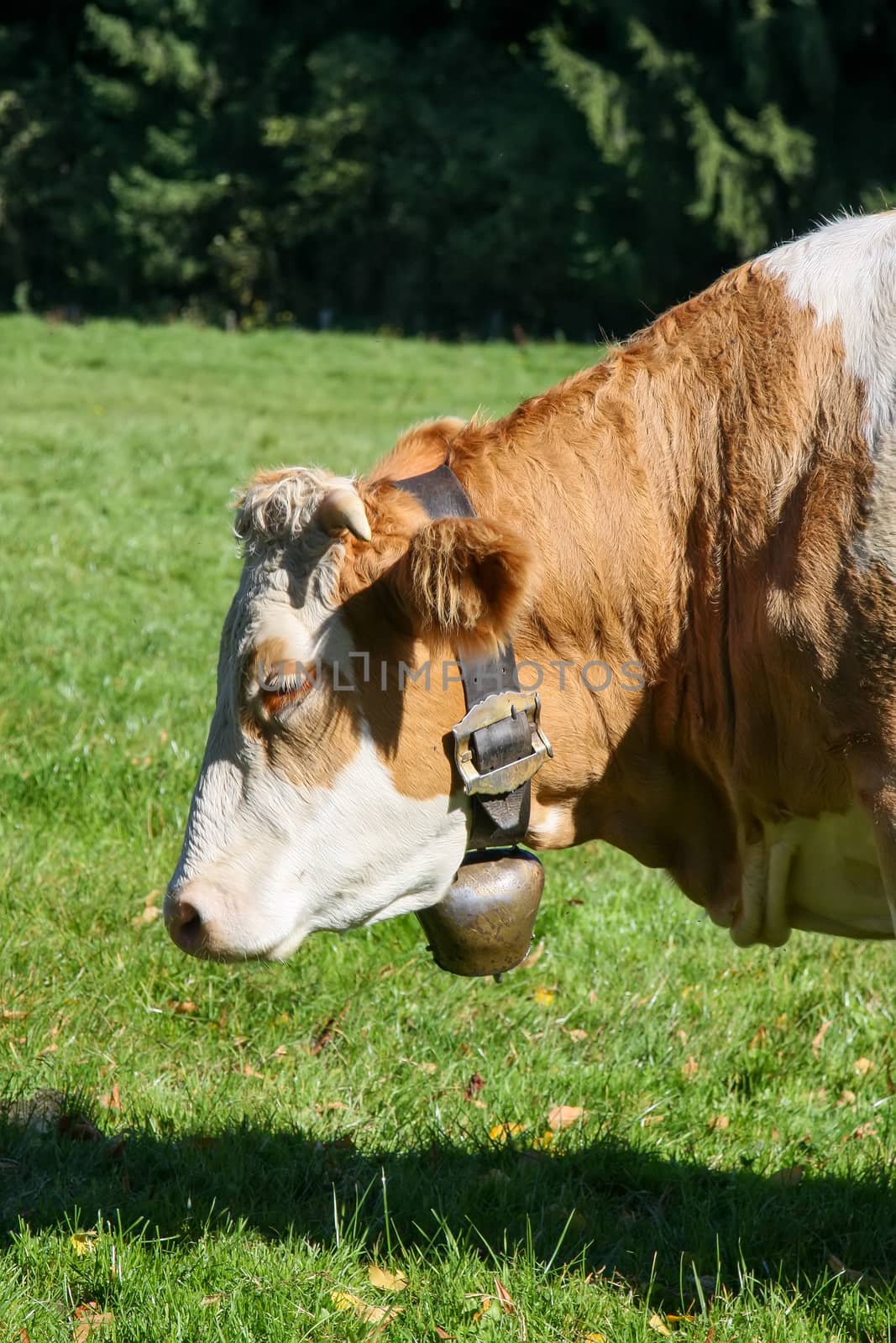 An image of a cow with bell in the green grass