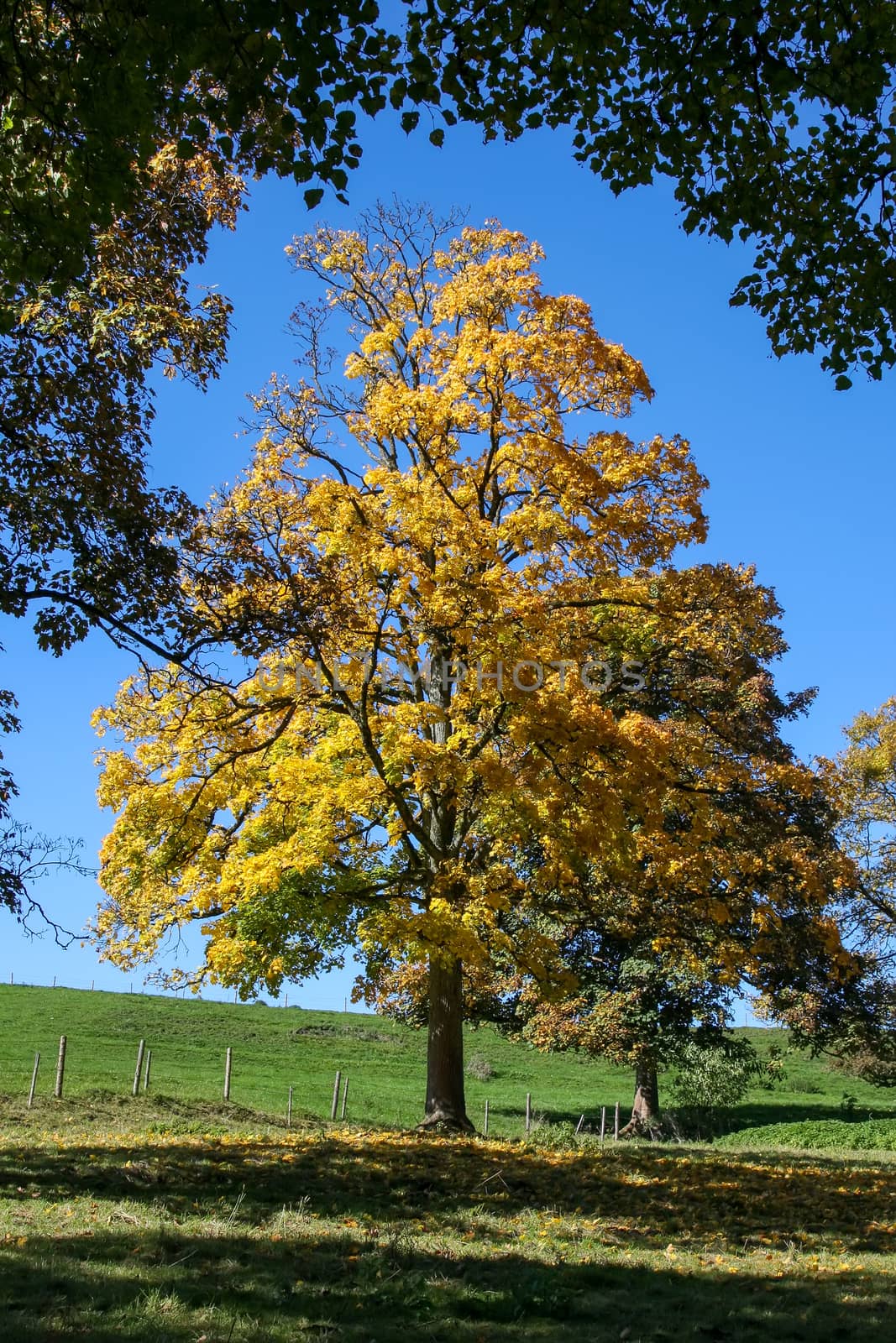 autumn tree meadow by magann