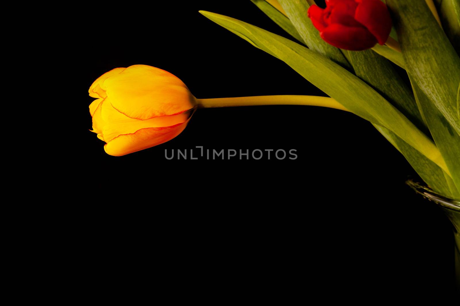 An image of some tulip flowers on black background