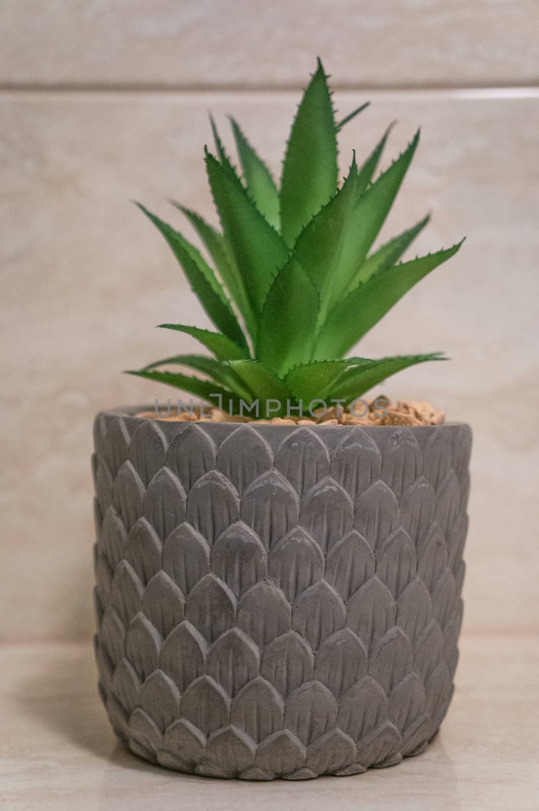 Bright green succulent growing in beige gravel in grey textured pot. Leaf pattern on minimalistic pot. SImple urban gardening concept shot in artificial light.