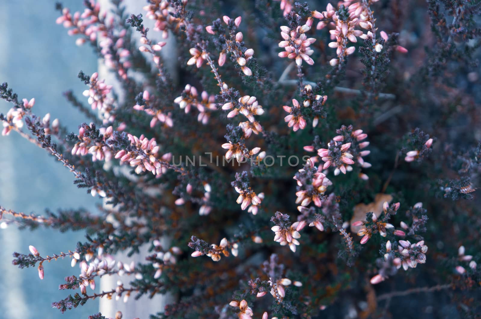 Coold toned close up of small pink flower buds growing unevenly on dark spiky branches towards the light. Shot from above in daylight from the left side. Spring, Valentine'd day and mothers day concept.