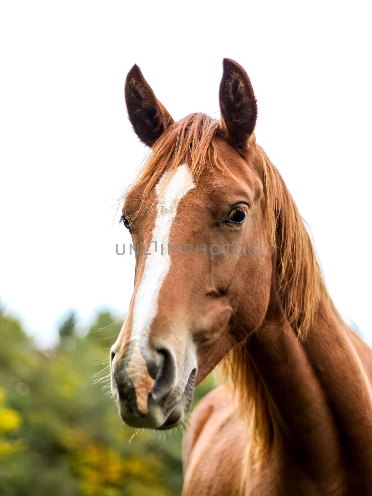 A photography of a brown horse standing