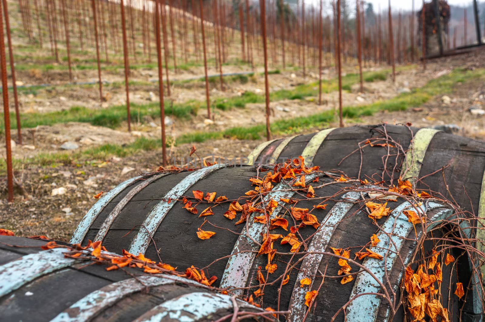 Dark vintage wine barrels with orange vibrant dry leaf vines climbing on them. St Claires vineyard, Prague in the background during fall season. Blue and green paint feeling of the brass around the barrels.