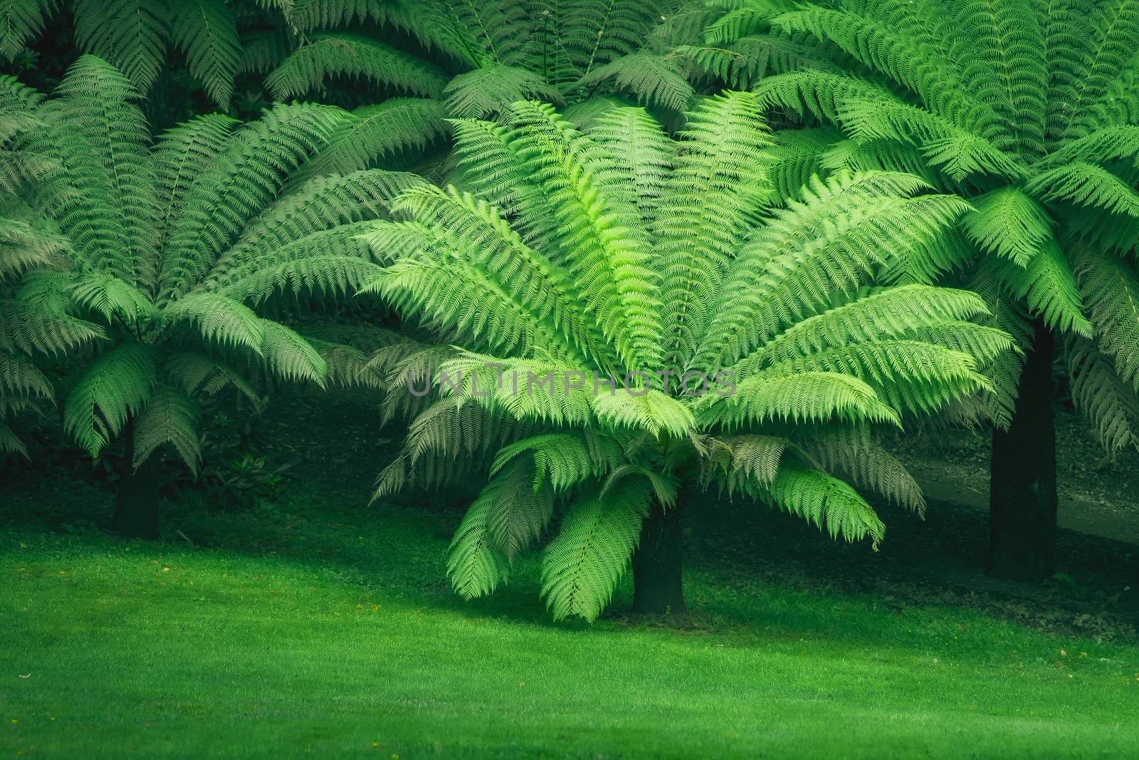 typical green fern at south Great Britain UK England by magann