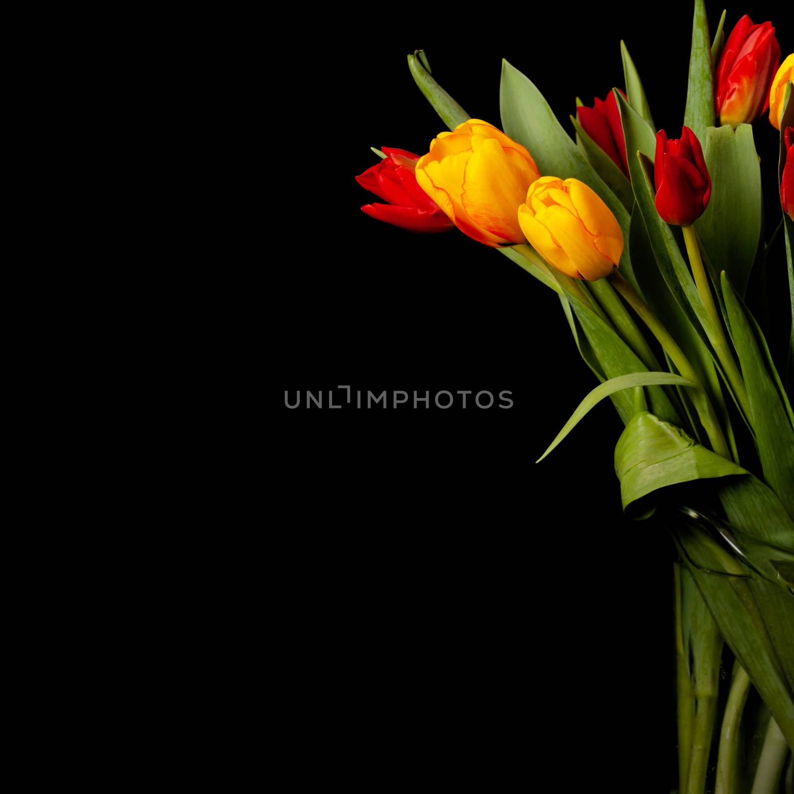 tulip flowers on black background by magann
