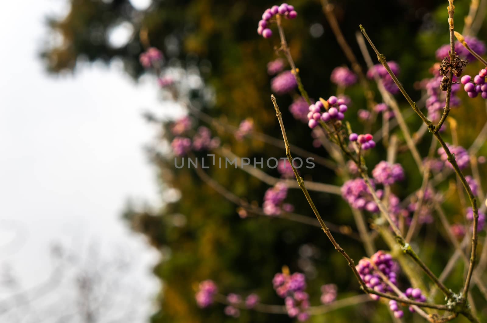 BOTANICAL GARDENS, TROJA, PRAGUE: Purple Japanese beauty berries growing in clusters out of focus with barren twigs in the foreground. Blurred background with soft warm light and plants growing towrds the sun.