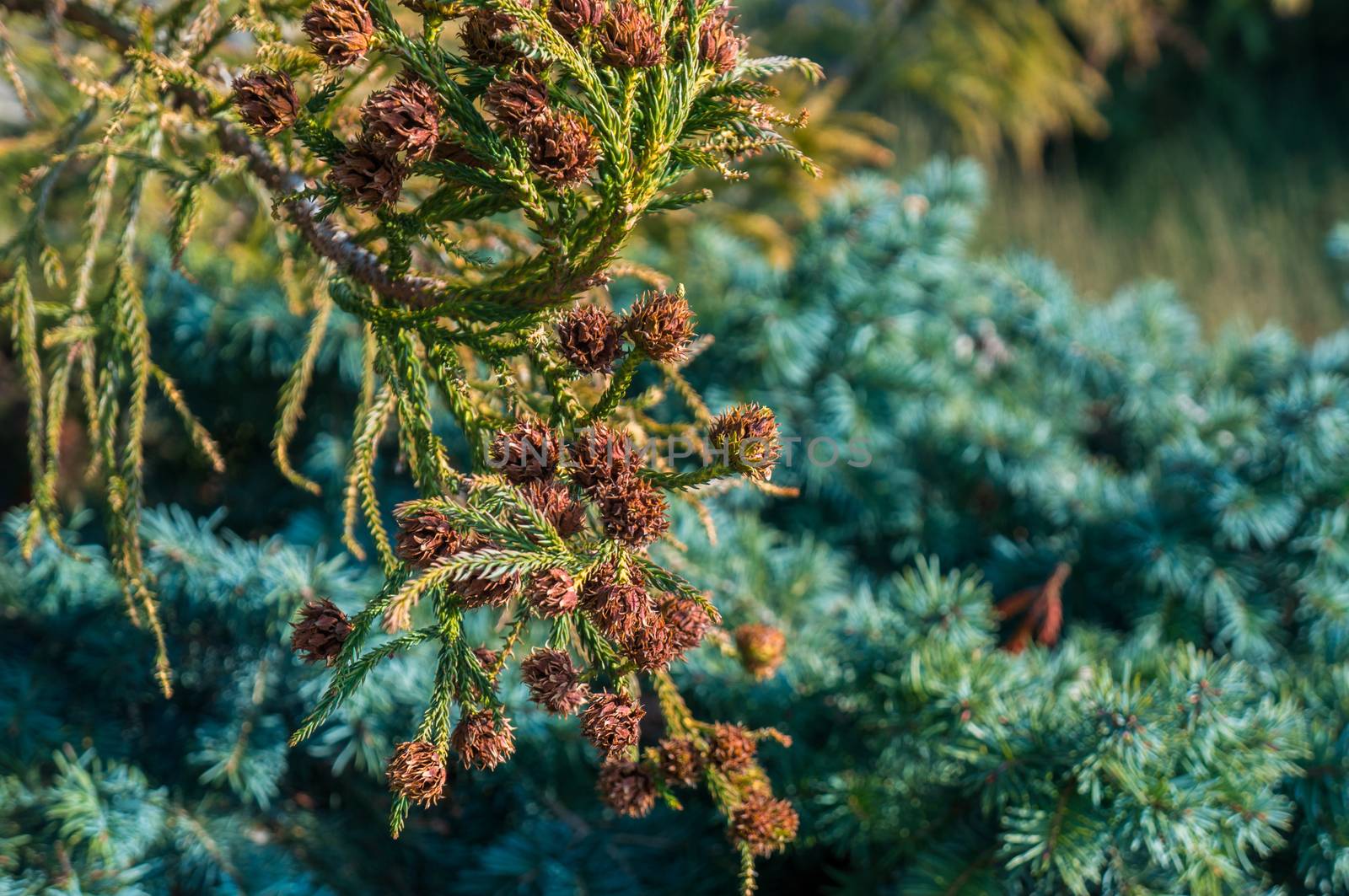 Group of Douglas fir pine cones growing with bright green needles on the branches. Close up photo with silver green conifer in the background. Shot on bright sunlight fall season day.