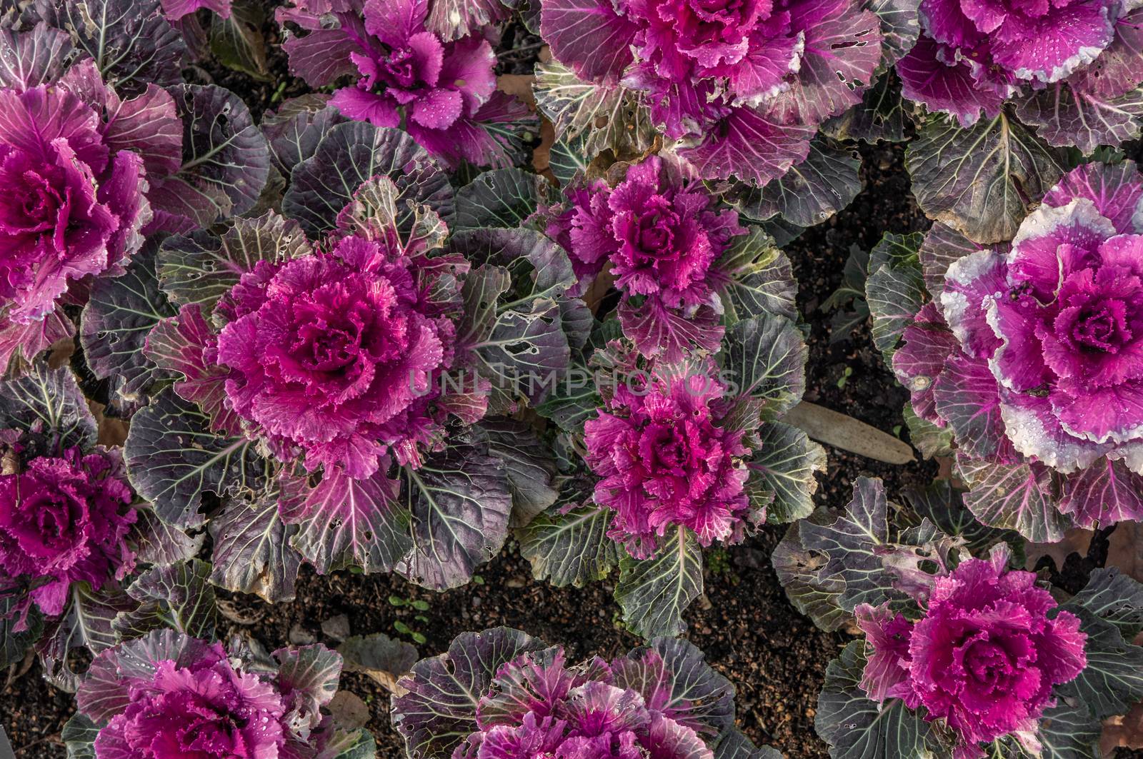 Field of purple and pink ornamental flowering kale plants with dark green leaves. Brassica oleracea var. acephala or Nagoya Rose