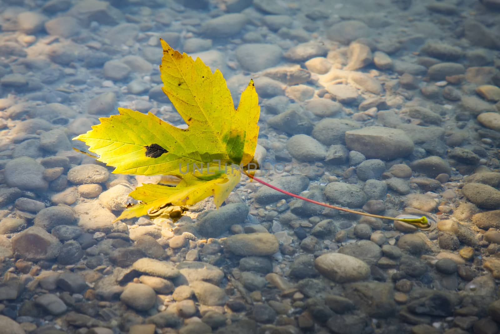 An image of one autumn leaf in the water