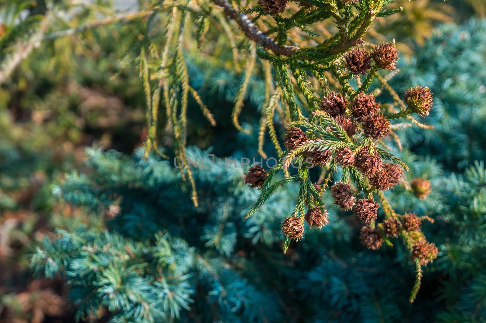 Close up of Douglas conifer pine cones with vibrant green fir needles by sara_lissaker