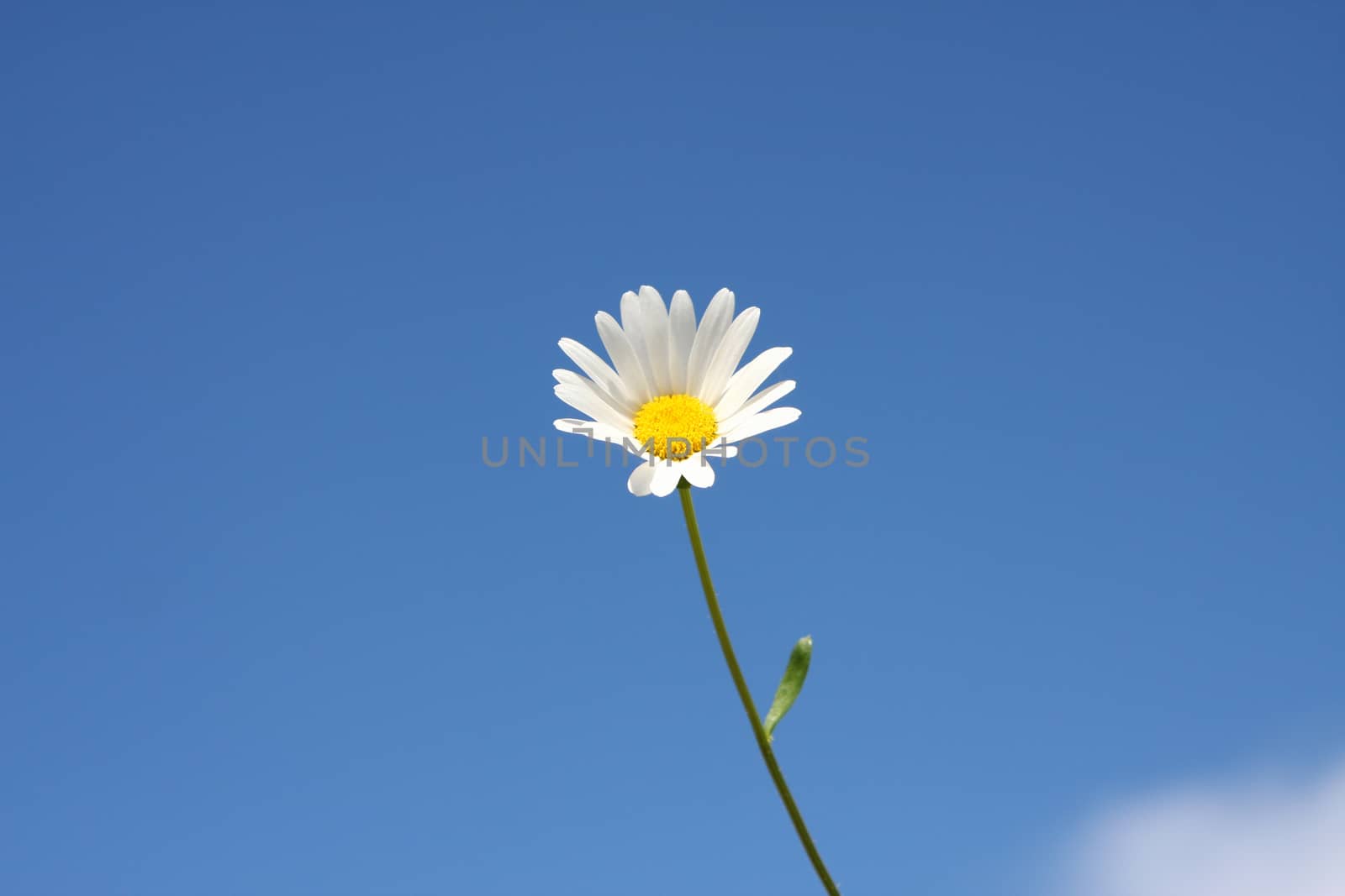 An image of a marguerite flower and the blue sky background