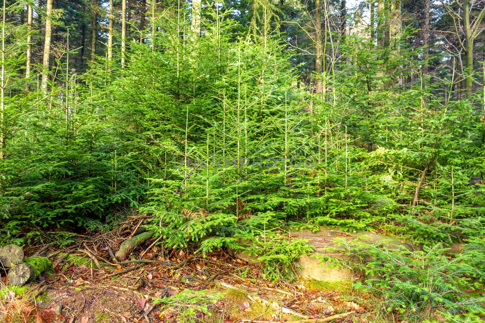 An image of a forest background fir trees