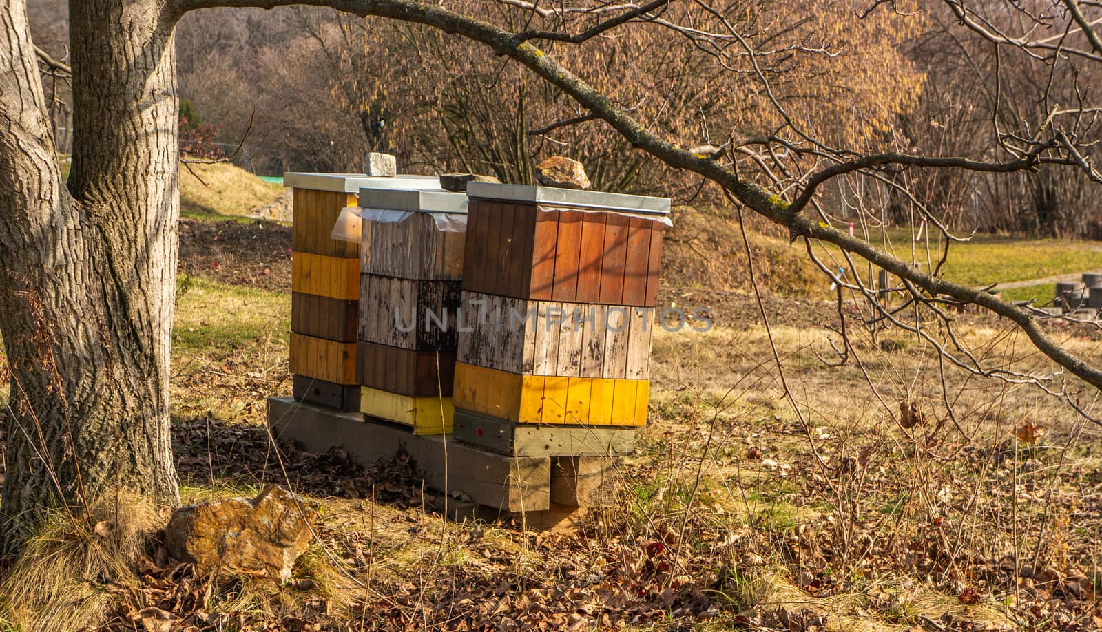 Beehives under a lrage tree in the Botanical gardens, Troja, Prague. Fall themed with dry leaves on the ground and soft orange sunlight.