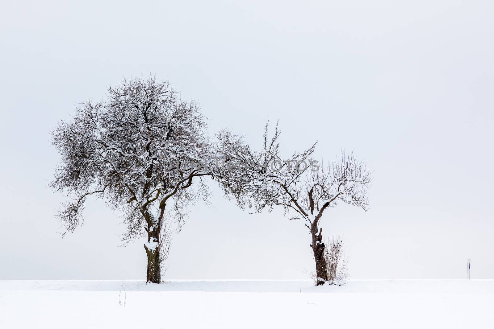 winter trees background by magann