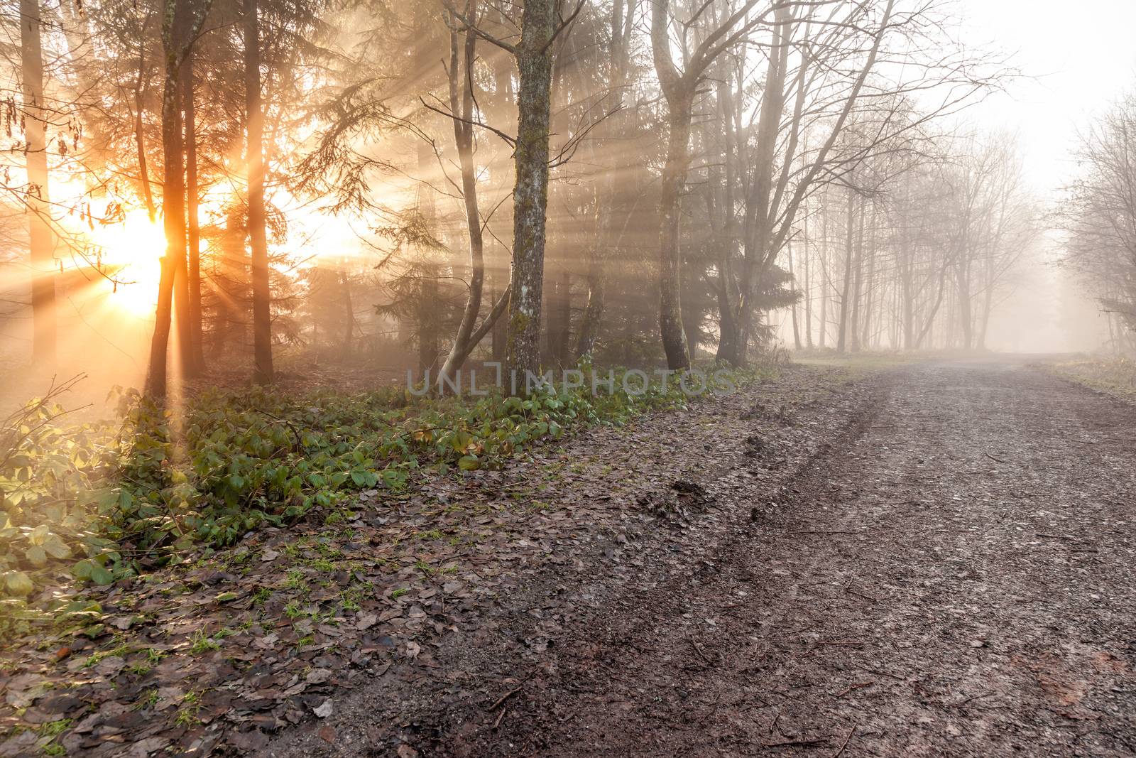 An image of an autumn forest mist with sunlight rays