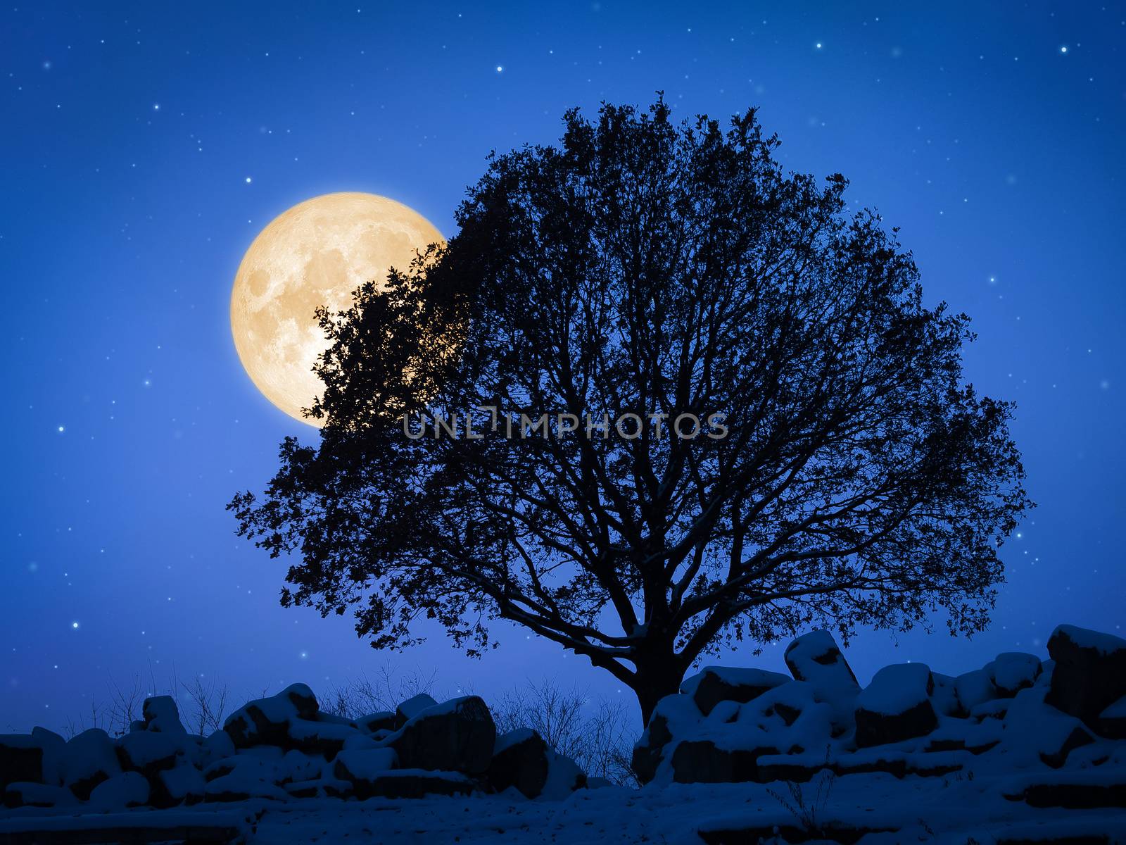 An image of a tree at night with pale moon