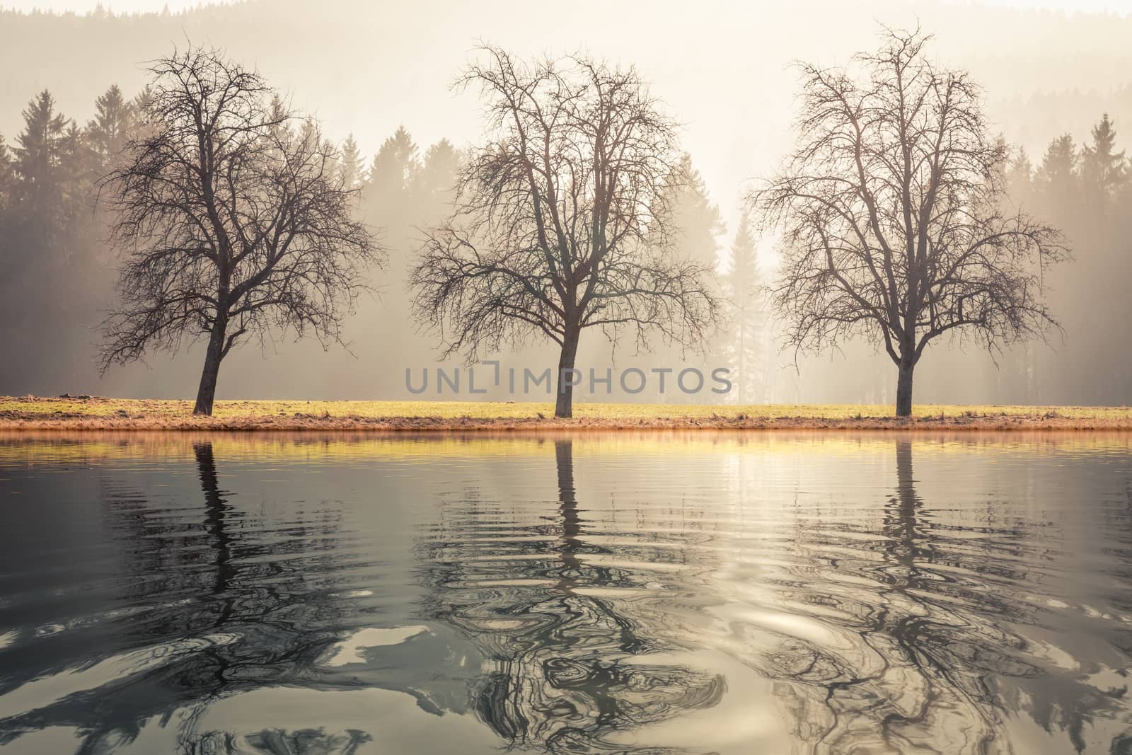 An image of three trees autumn lake scenery
