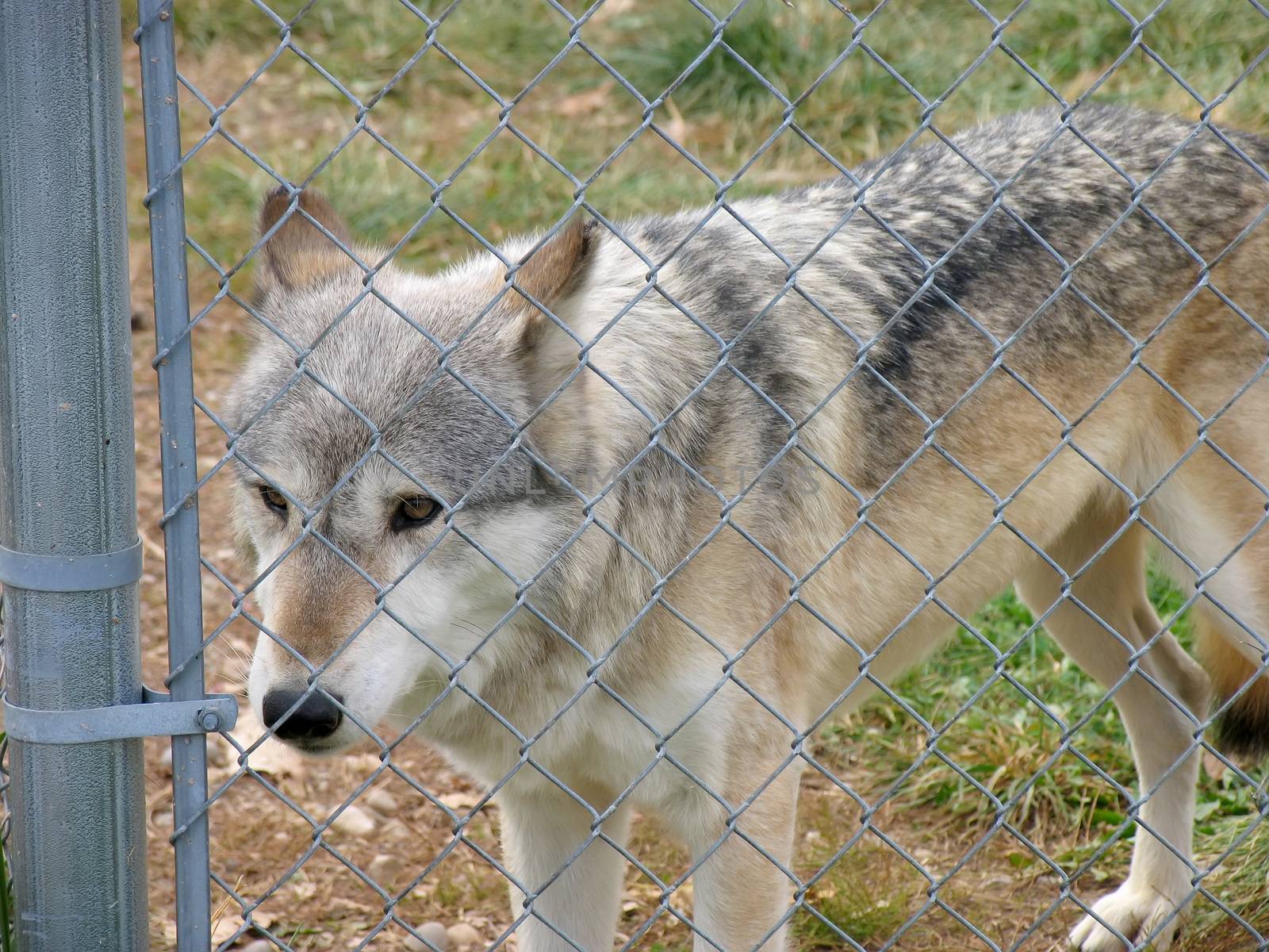 An image of a wolf behind a fence