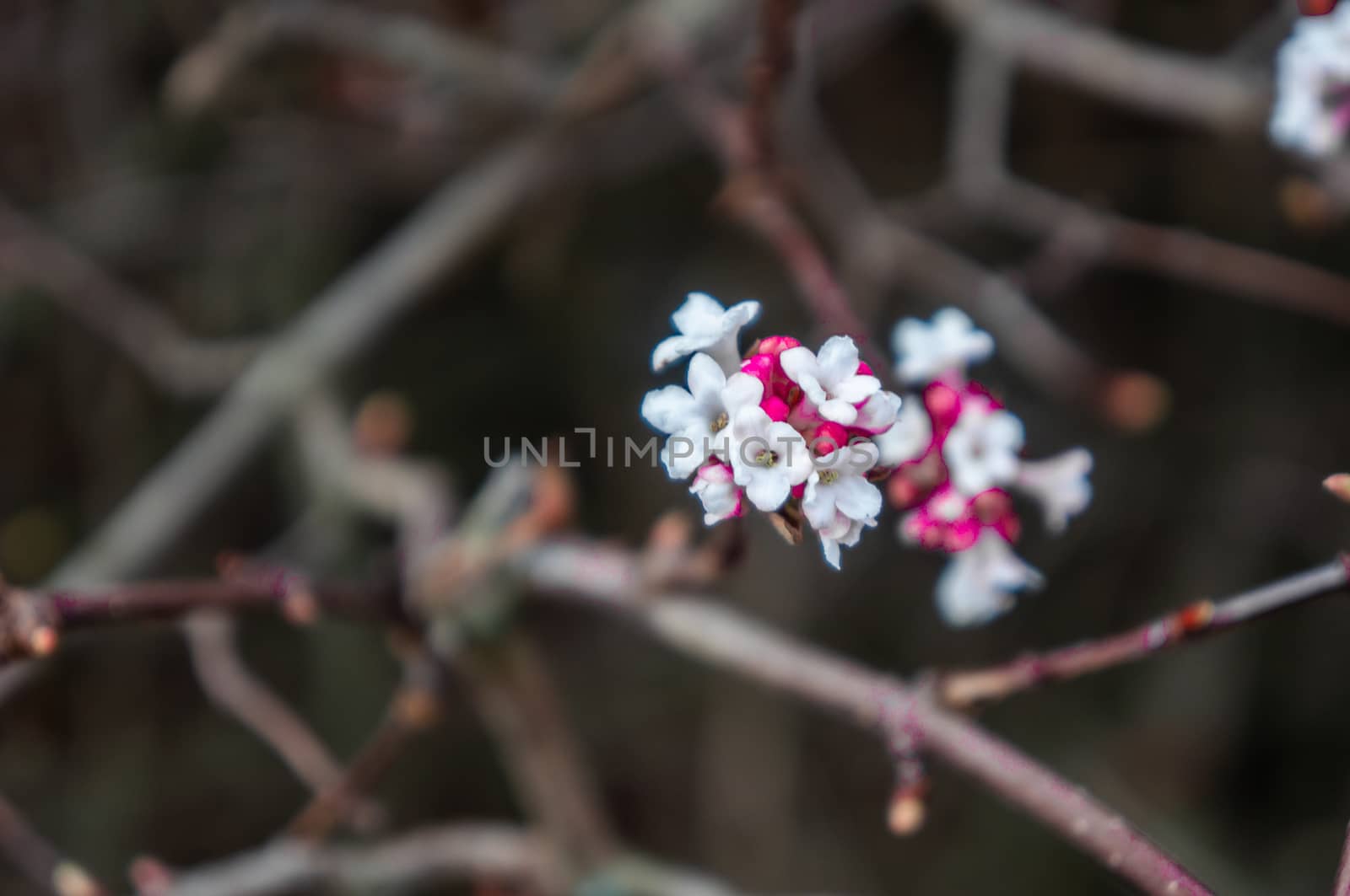 Close up of single small white and pink flower cluster with thin branches out of focus in the background. Shot on a bright spring day