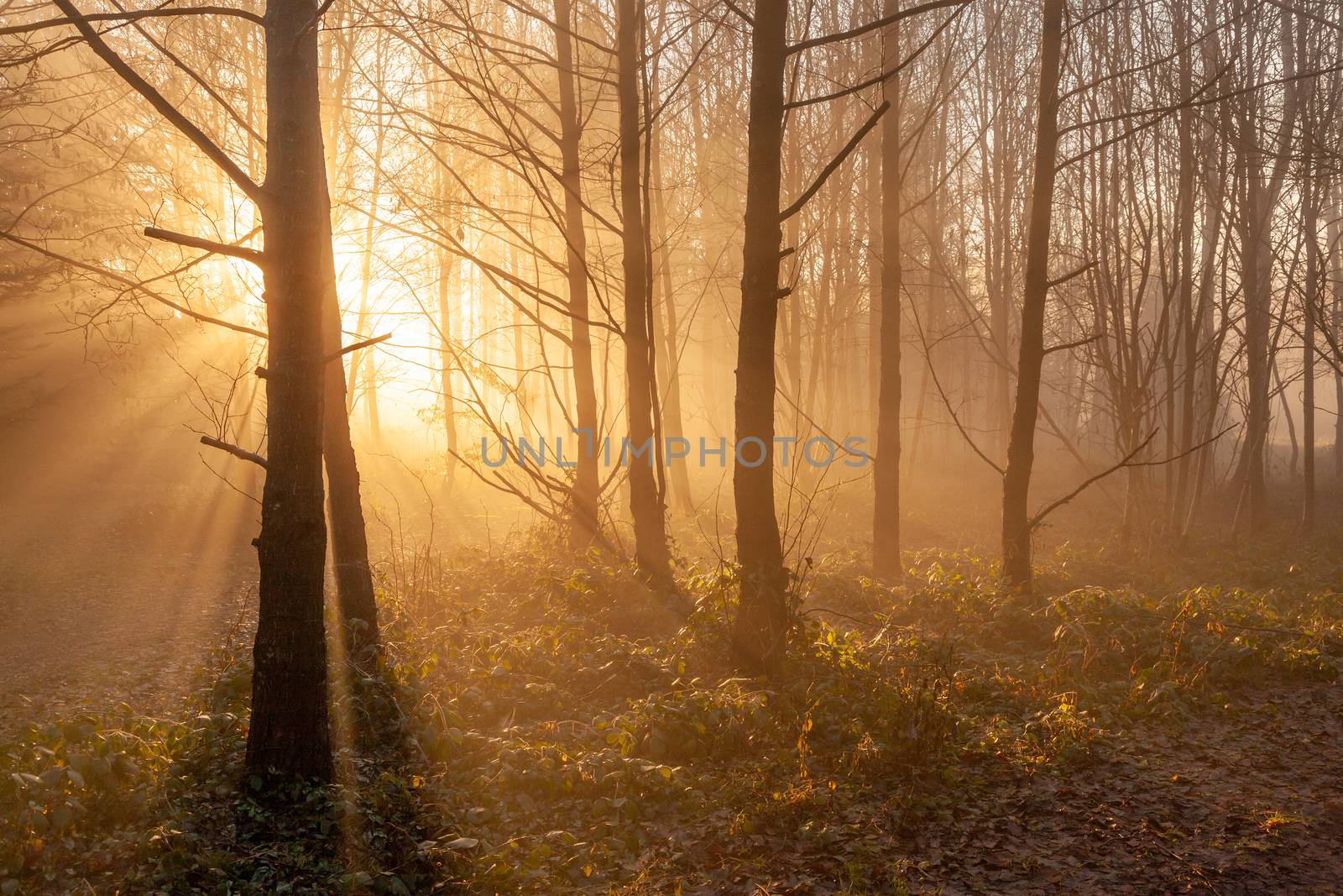 autumn forest mist with sunlight rays by magann