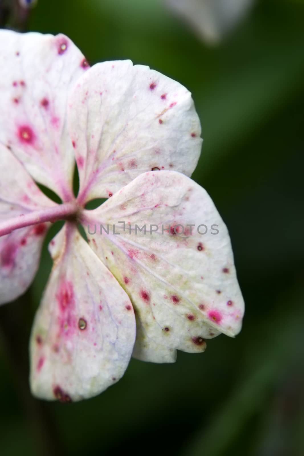 An image of a hydrangea detail blossom