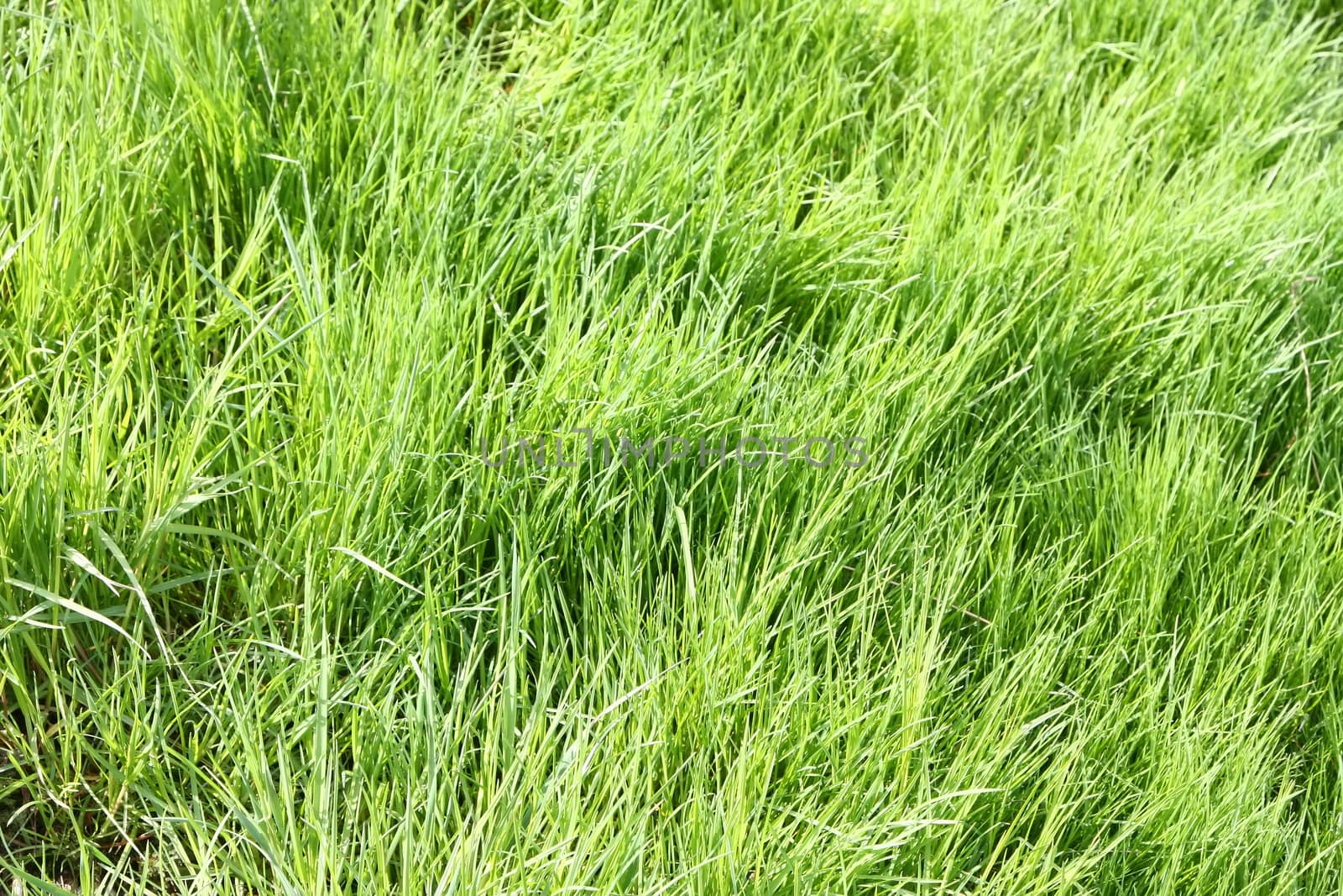 An image of a green grass background