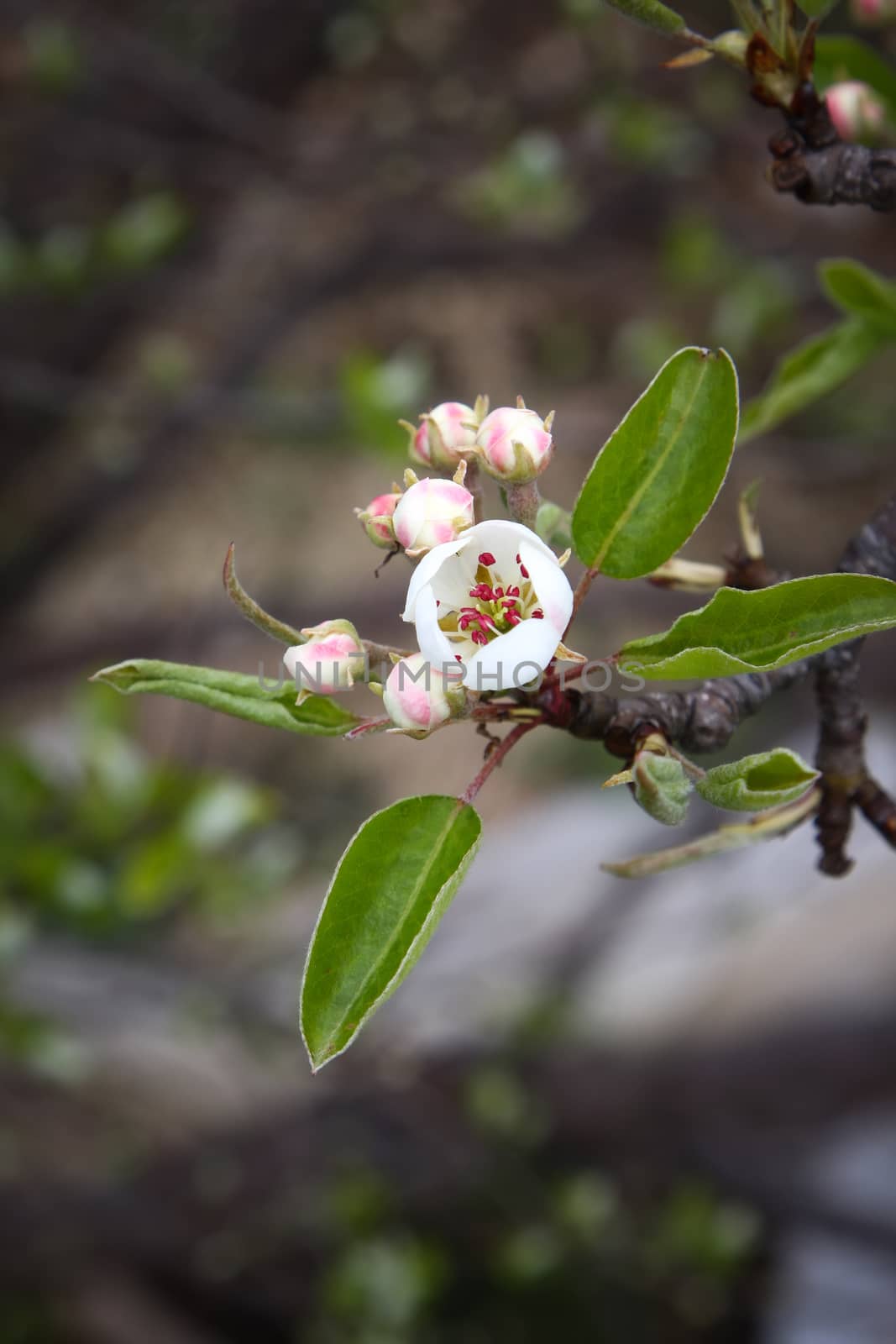An image of some nice apple blossoms