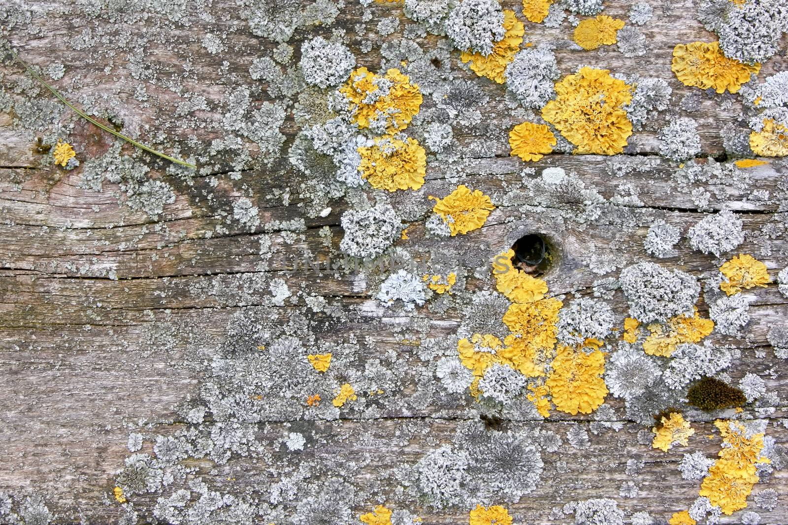 wood background with lichen by magann