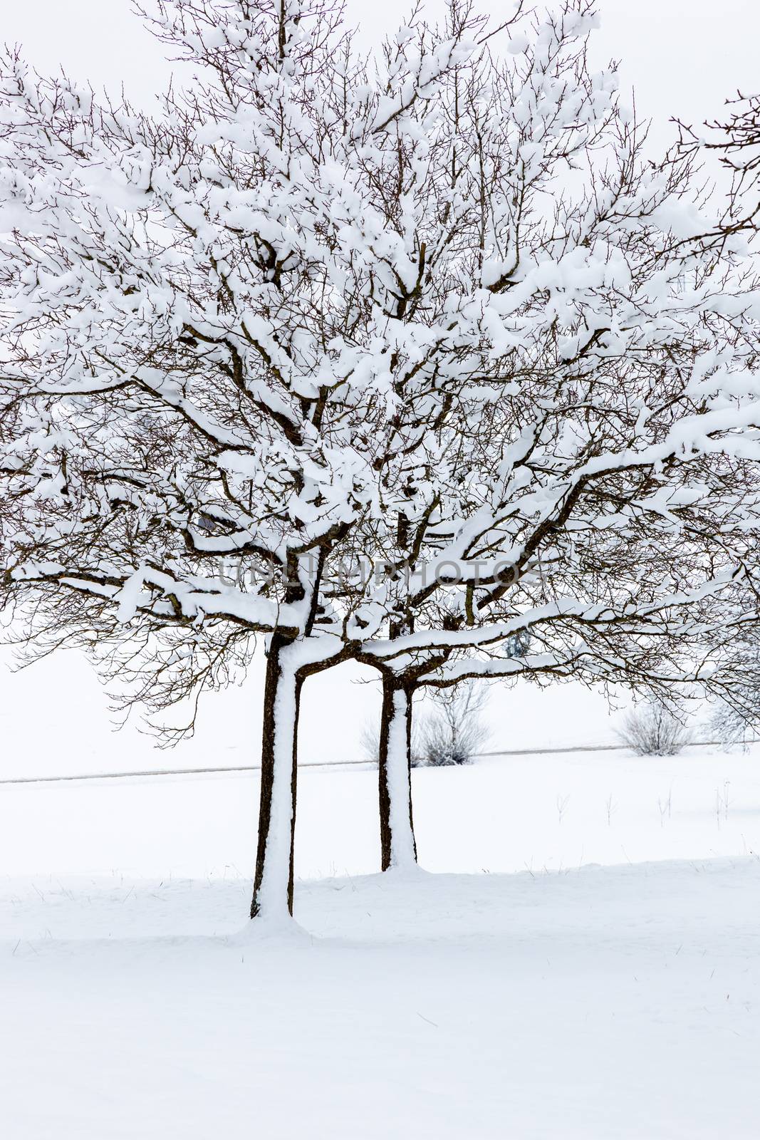 winter trees background by magann