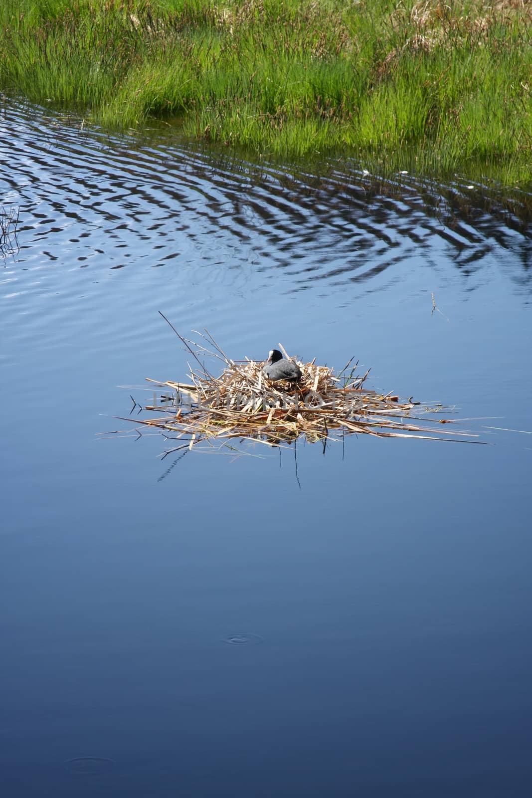 Coot in its nest on the water by magann