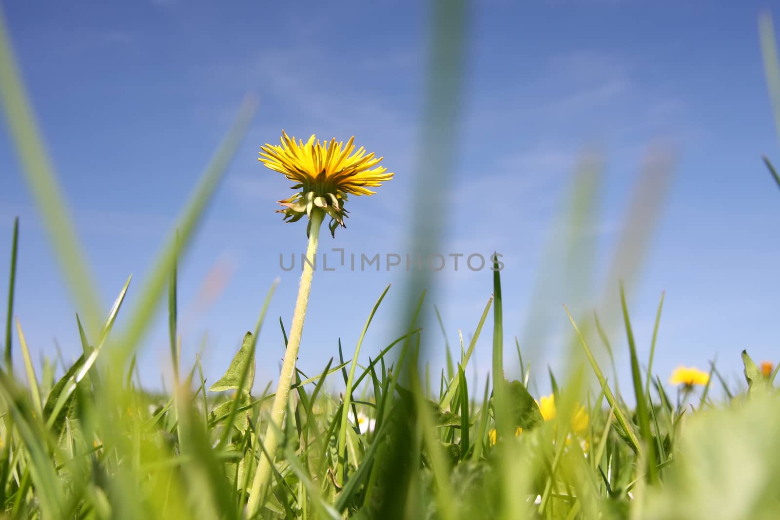 sweet dandelion in the green meadow by magann