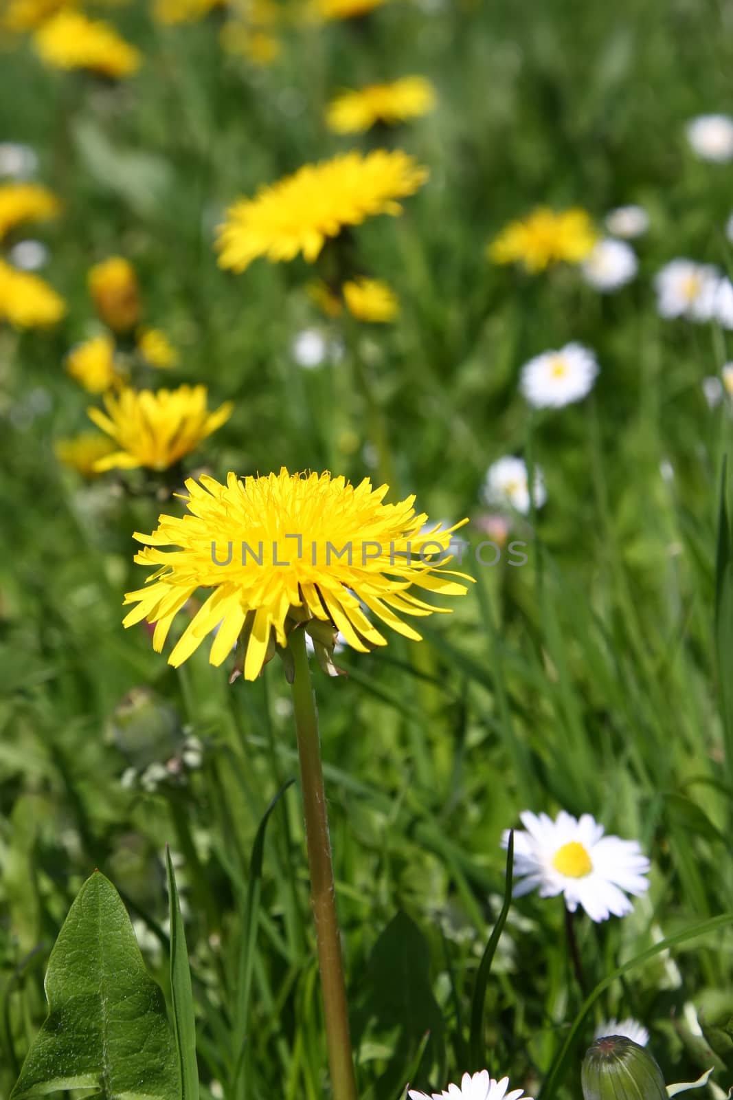 An image of a sweet dandelion in the green meadow